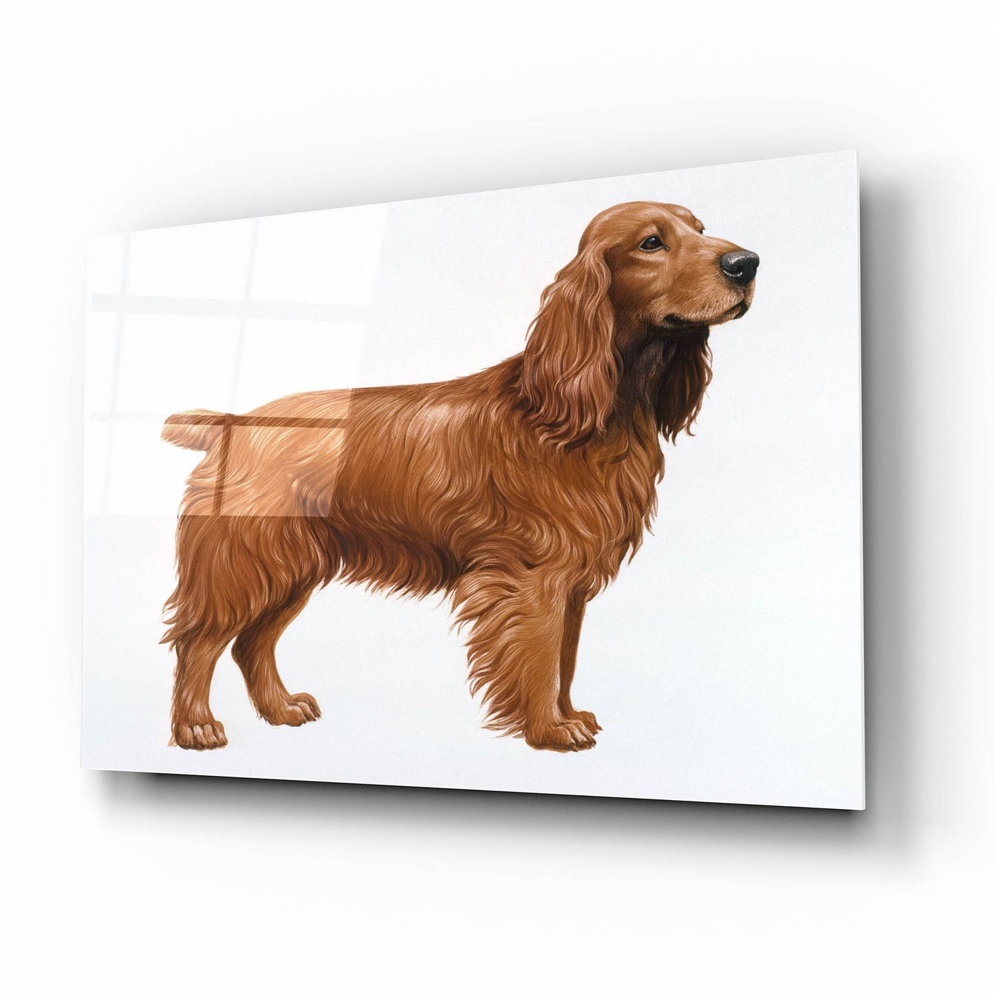 Epic Art 'Cocker Spaniel' by Harro Maass, Acrylic Glass Wall Art,16x12