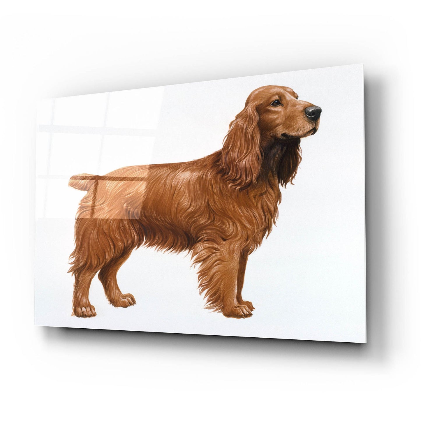 Epic Art 'Cocker Spaniel' by Harro Maass, Acrylic Glass Wall Art,24x16