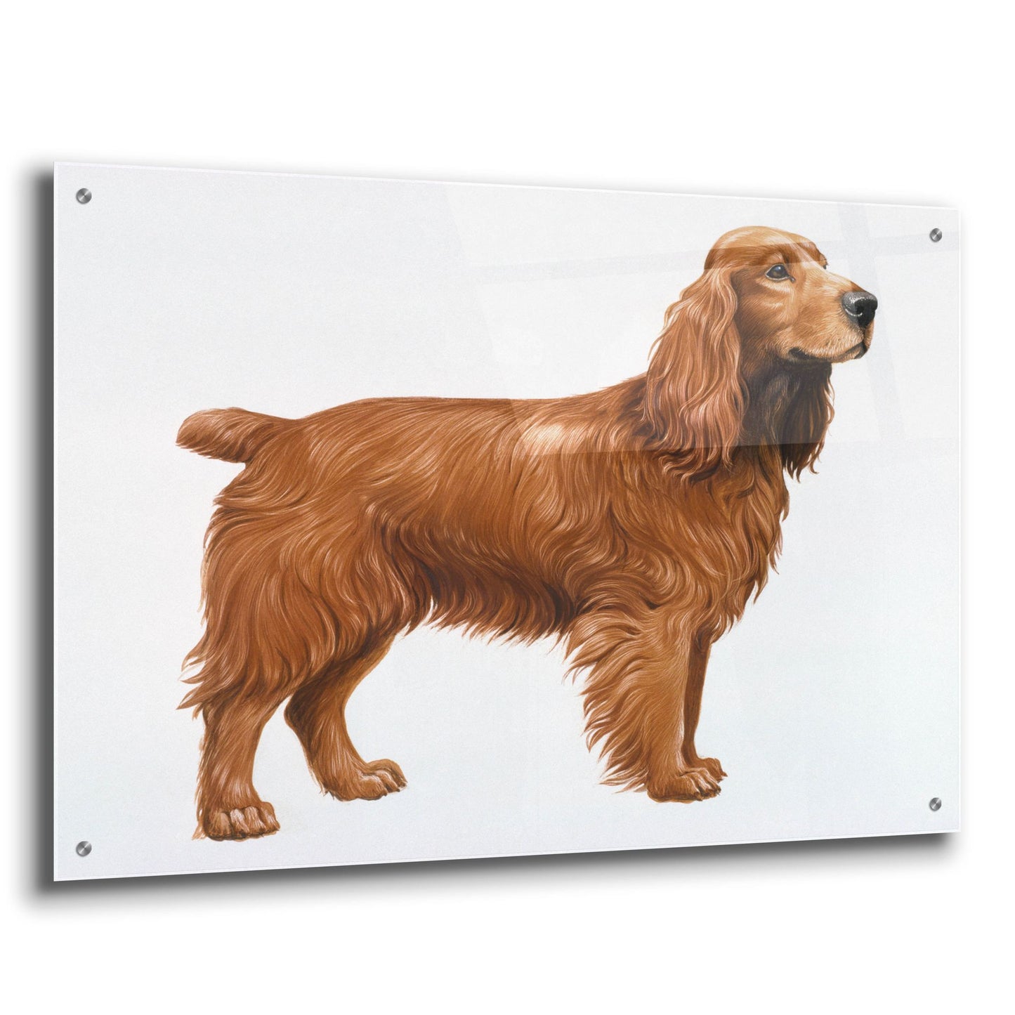 Epic Art 'Cocker Spaniel' by Harro Maass, Acrylic Glass Wall Art,36x24