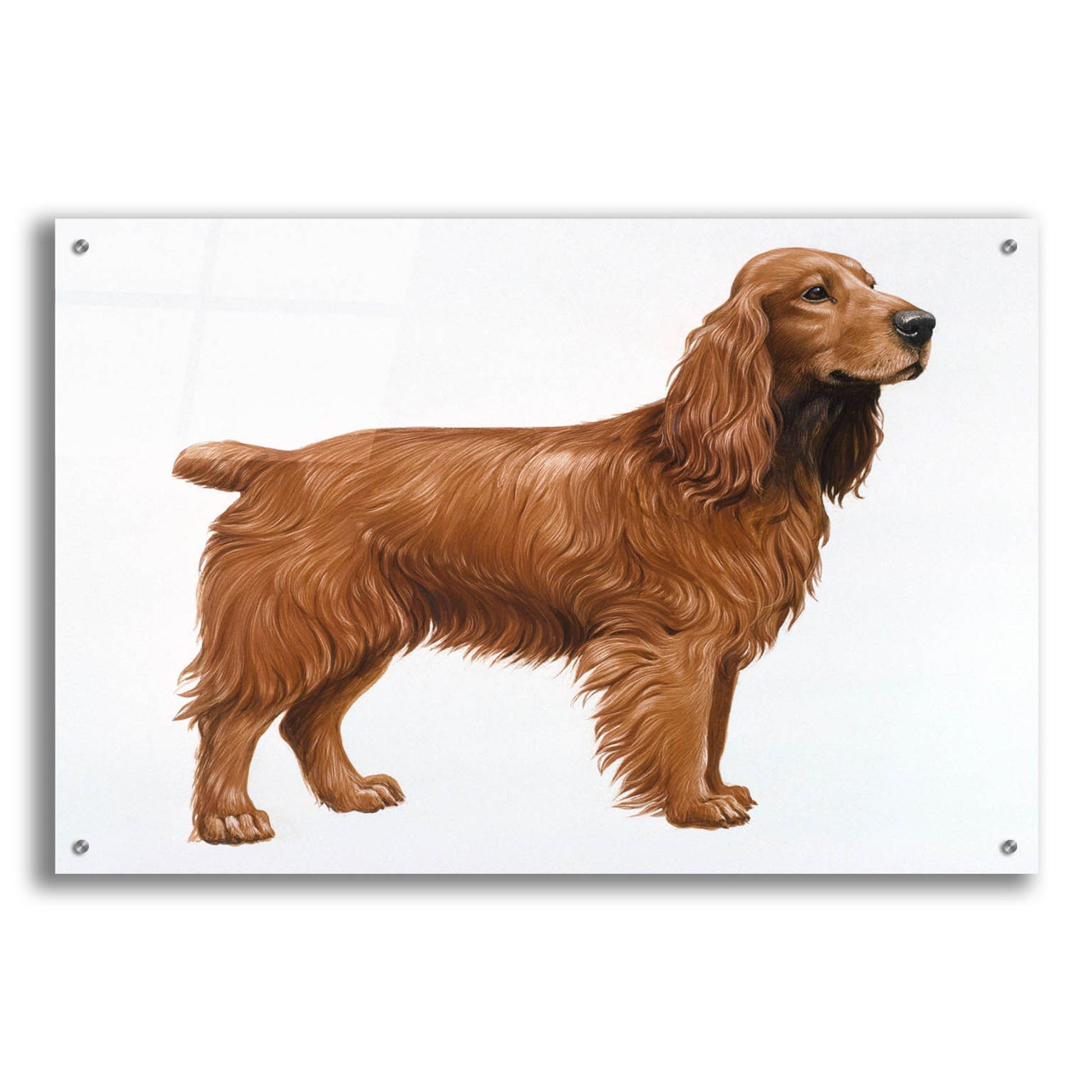 Epic Art 'Cocker Spaniel' by Harro Maass, Acrylic Glass Wall Art,36x24