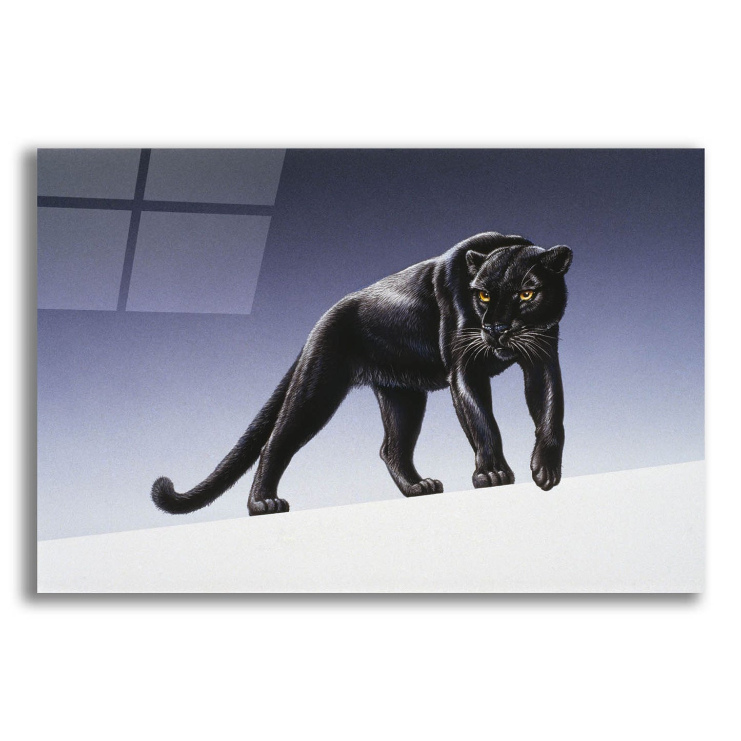 Epic Art 'Black Panther' by Harro Maass, Acrylic Glass Wall Art,16x12