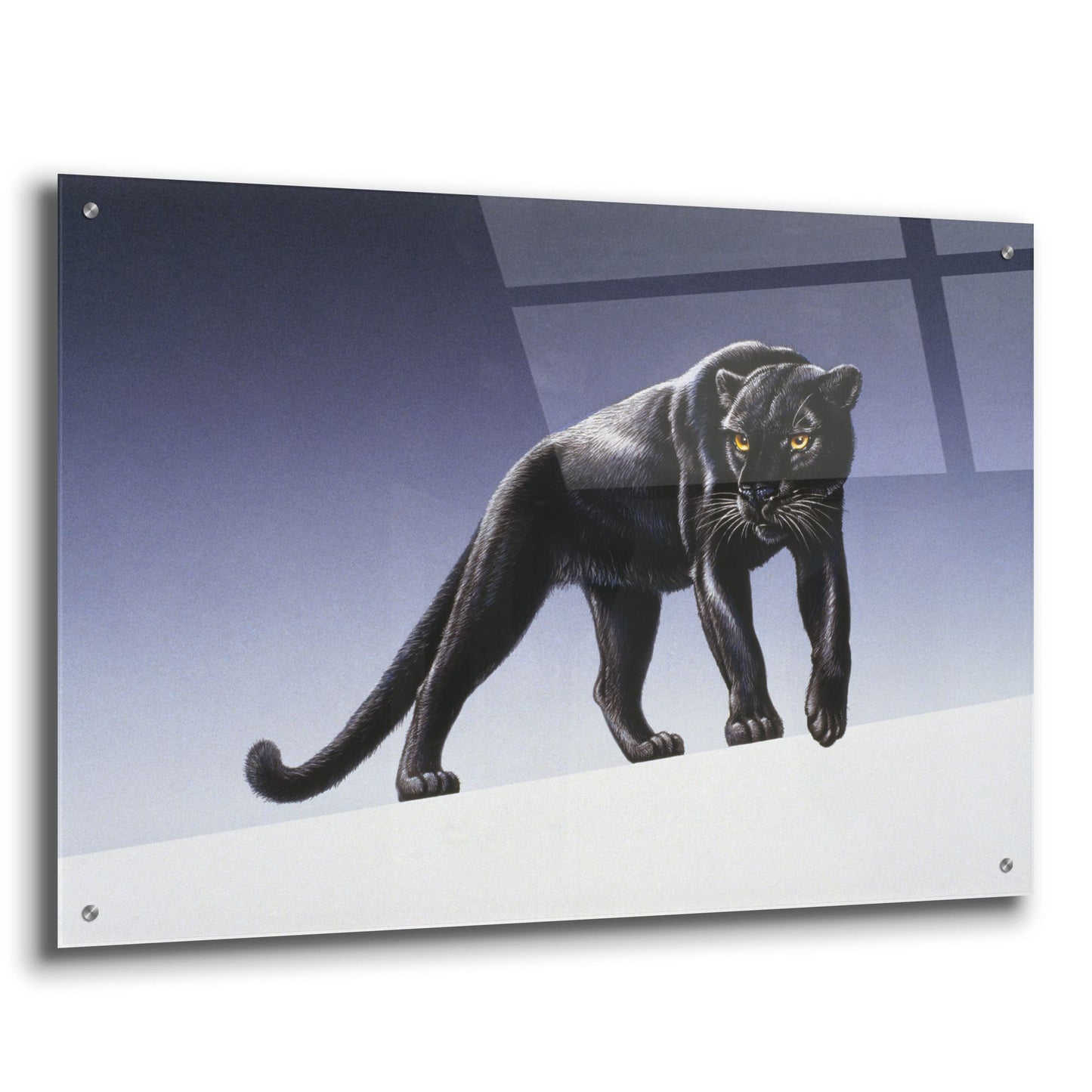 Epic Art 'Black Panther' by Harro Maass, Acrylic Glass Wall Art,36x24