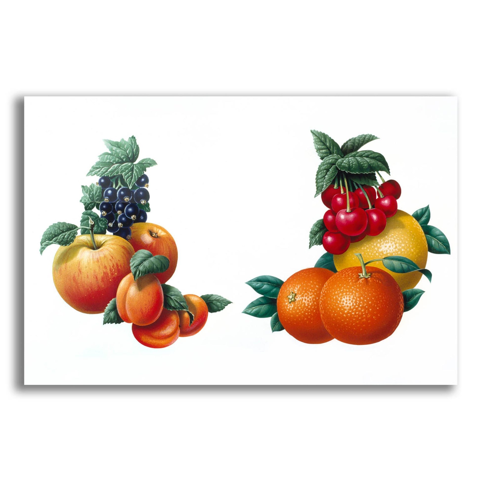 Epic Art 'Fruit 3' by Harro Maass, Acrylic Glass Wall Art,16x12