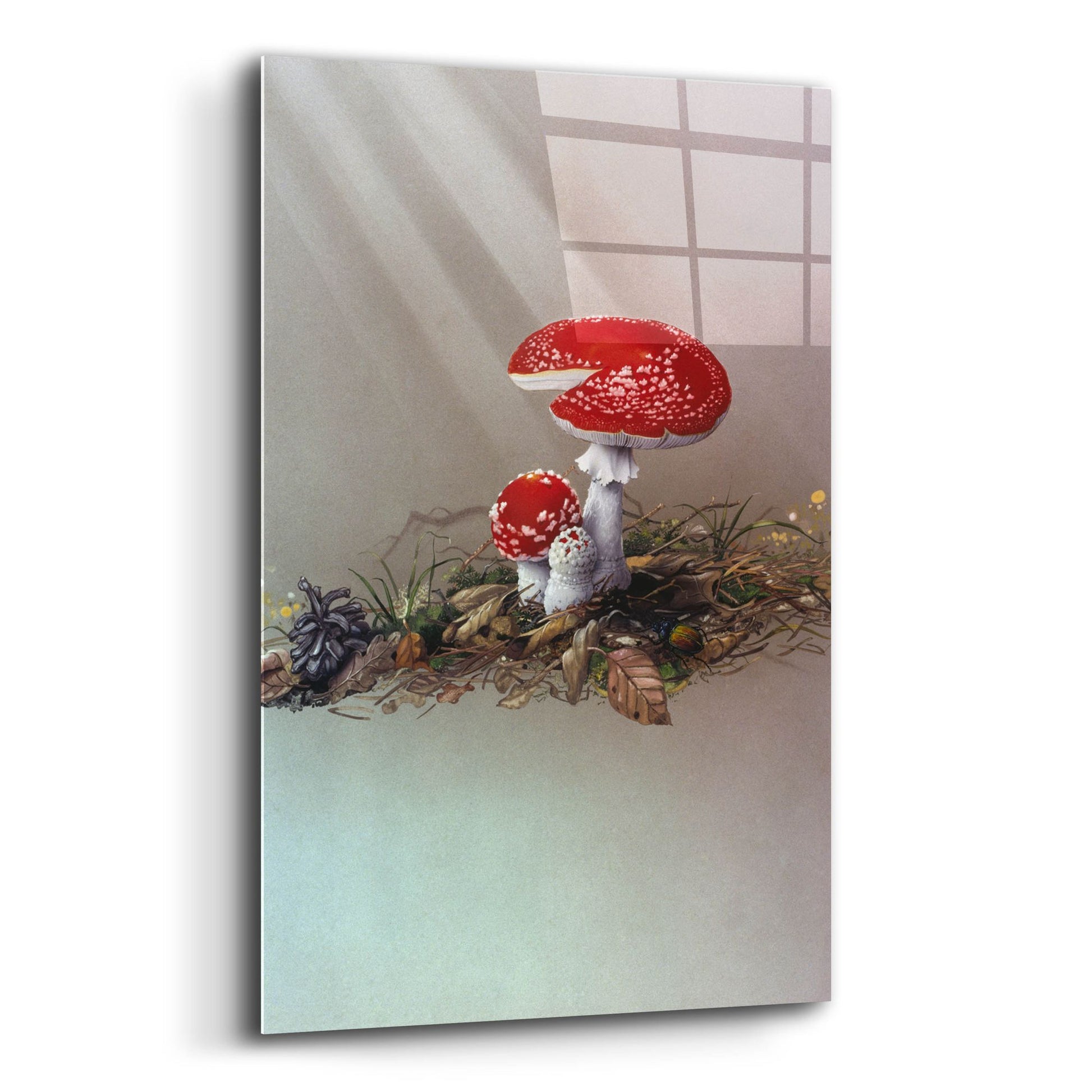 Epic Art 'Mushrooms' by Harro Maass, Acrylic Glass Wall Art,12x16