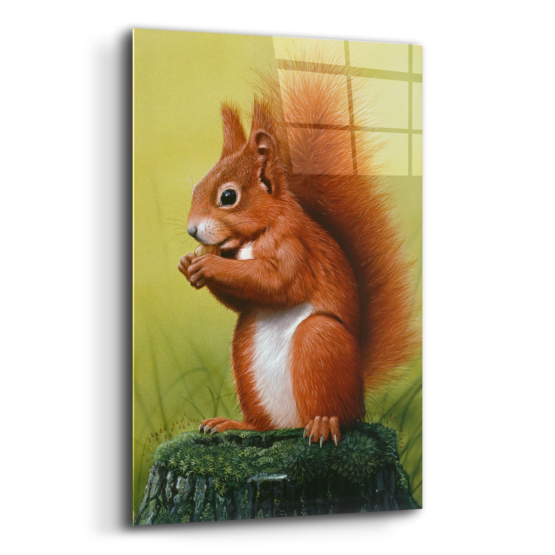 Epic Art 'Red Squirrel' by Harro Maass, Acrylic Glass Wall Art,12x16