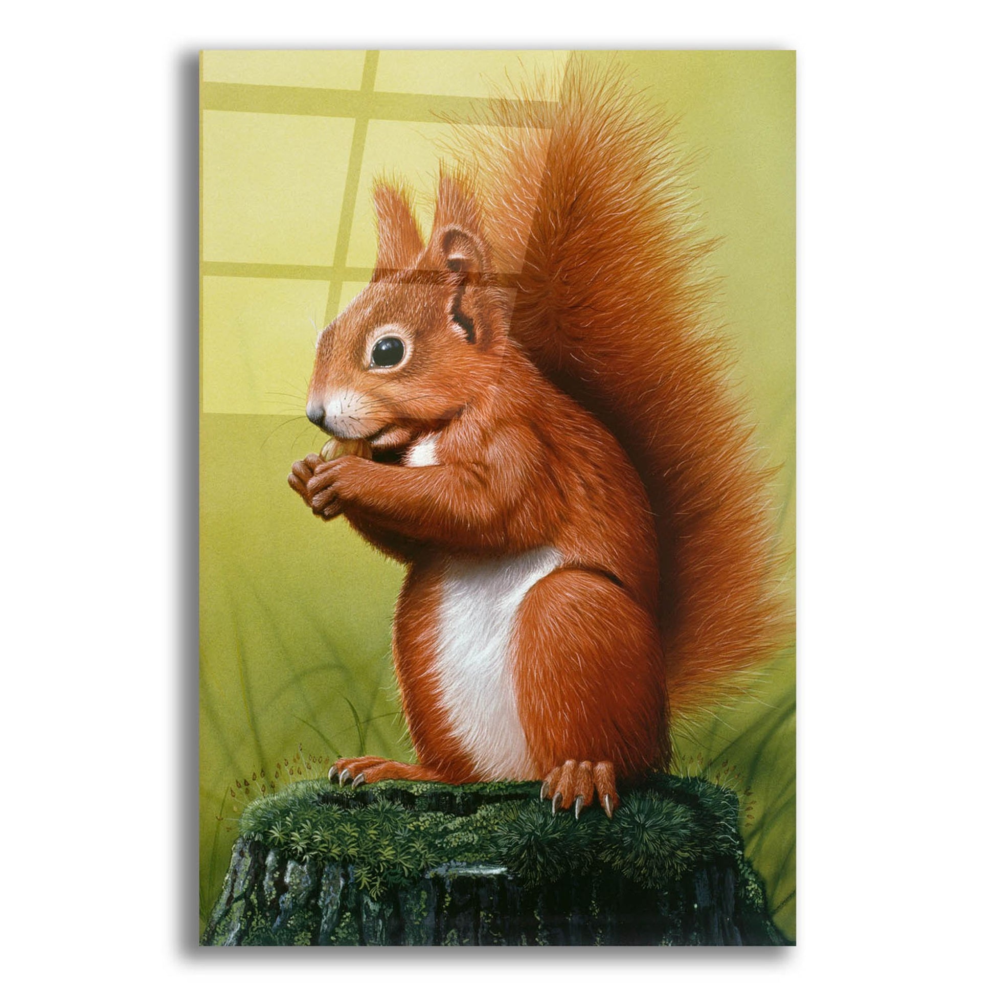 Epic Art 'Red Squirrel' by Harro Maass, Acrylic Glass Wall Art,12x16