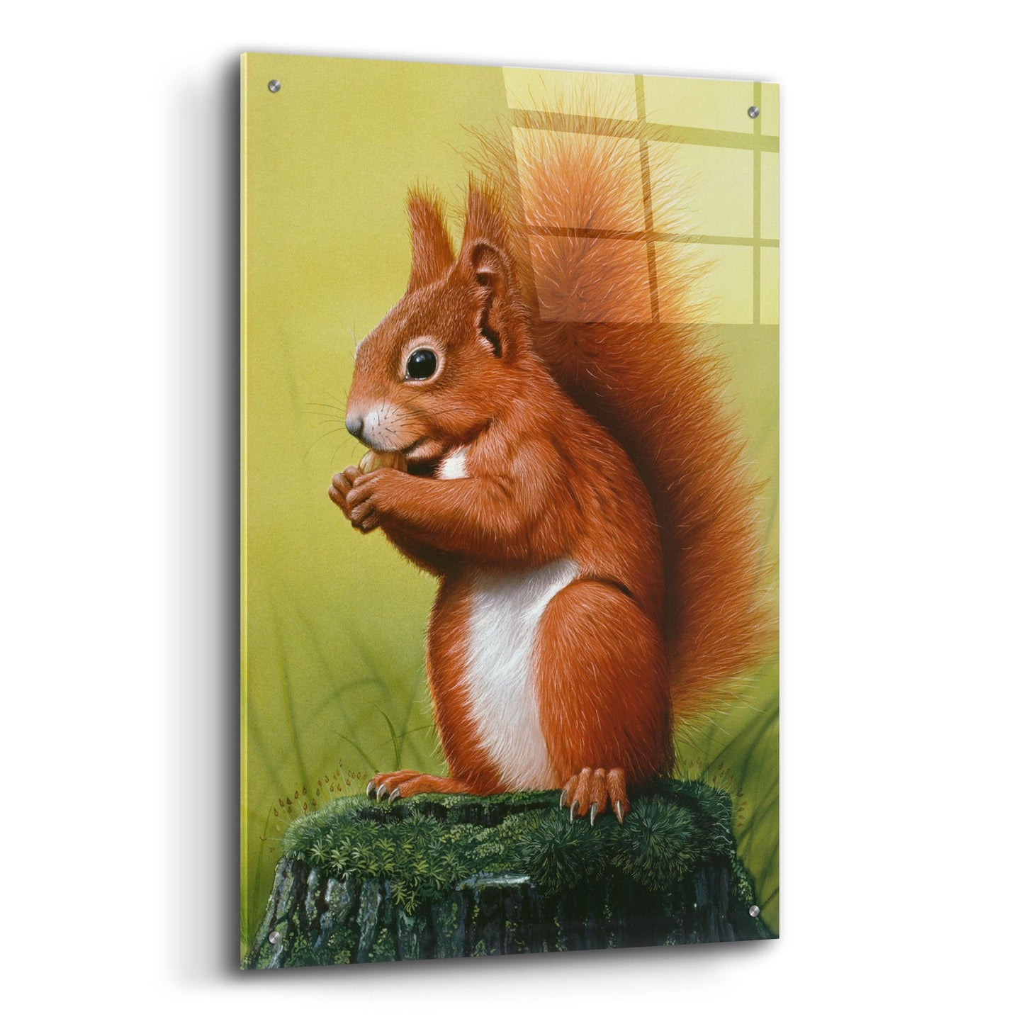 Epic Art 'Red Squirrel' by Harro Maass, Acrylic Glass Wall Art,24x36