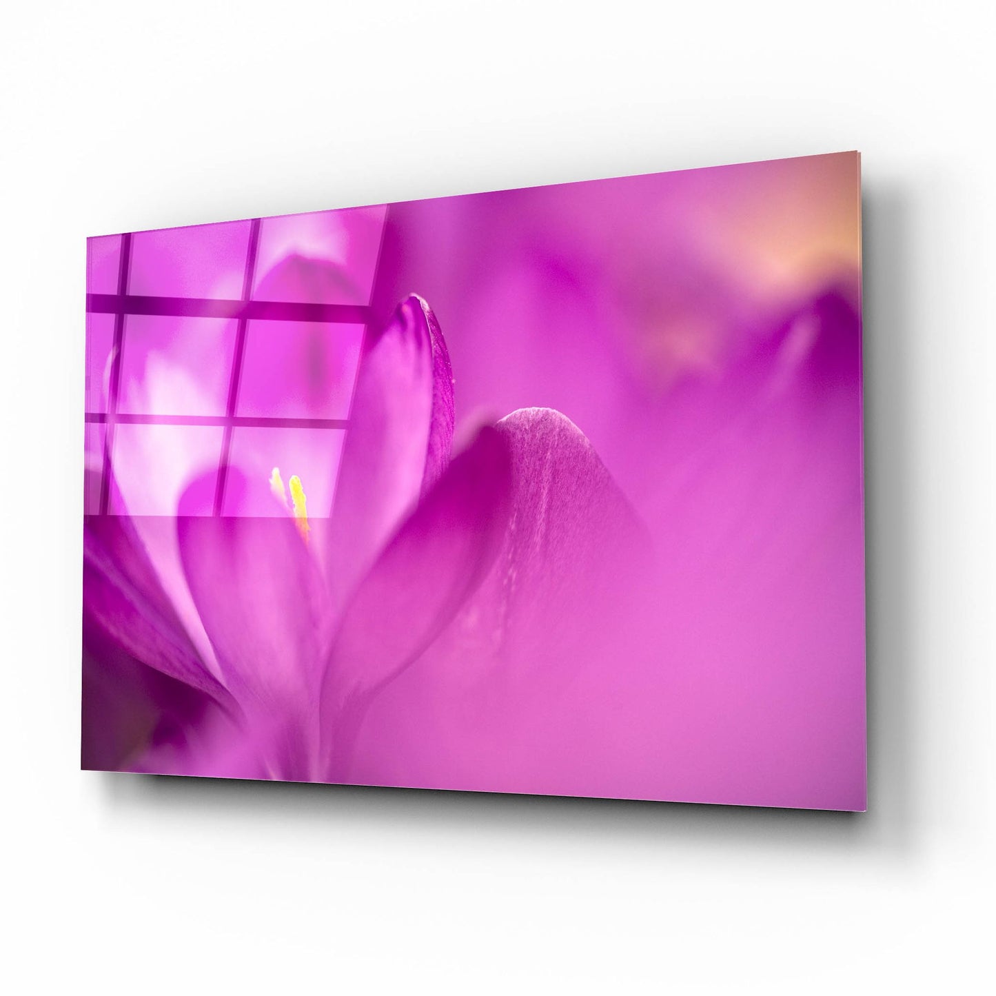 Epic Art 'Purple Flower Study' by Istvan Nagy, Acrylic Glass Wall Art,16x12