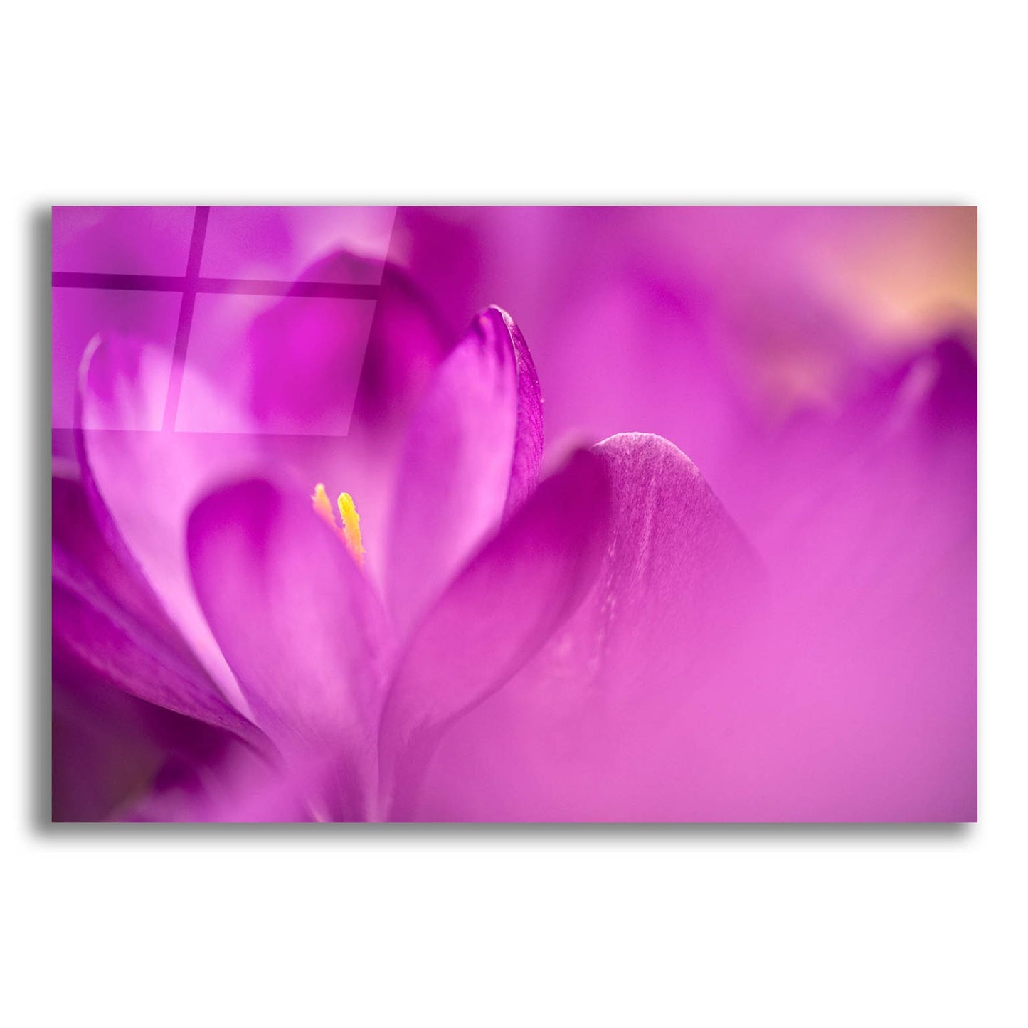 Epic Art 'Purple Flower Study' by Istvan Nagy, Acrylic Glass Wall Art,16x12