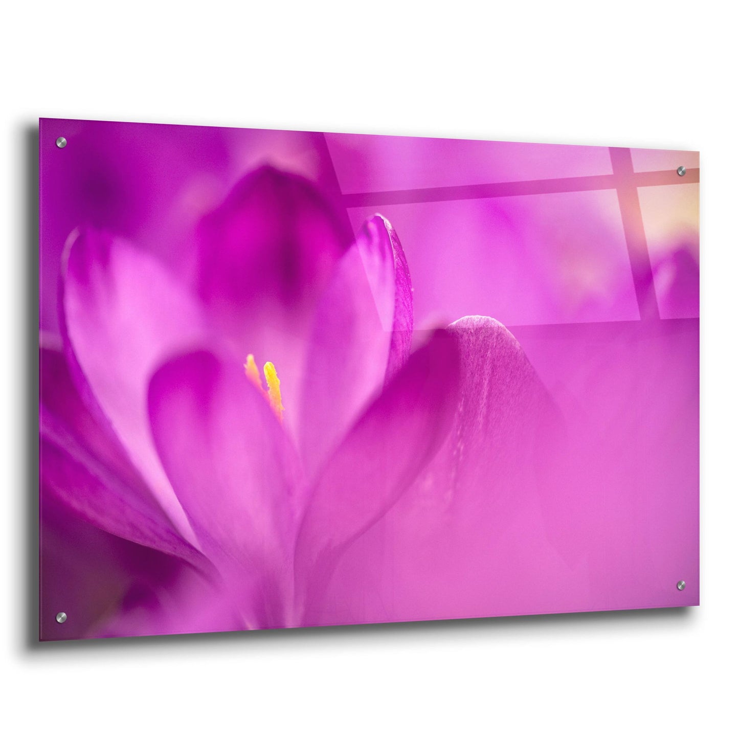 Epic Art 'Purple Flower Study' by Istvan Nagy, Acrylic Glass Wall Art,36x24