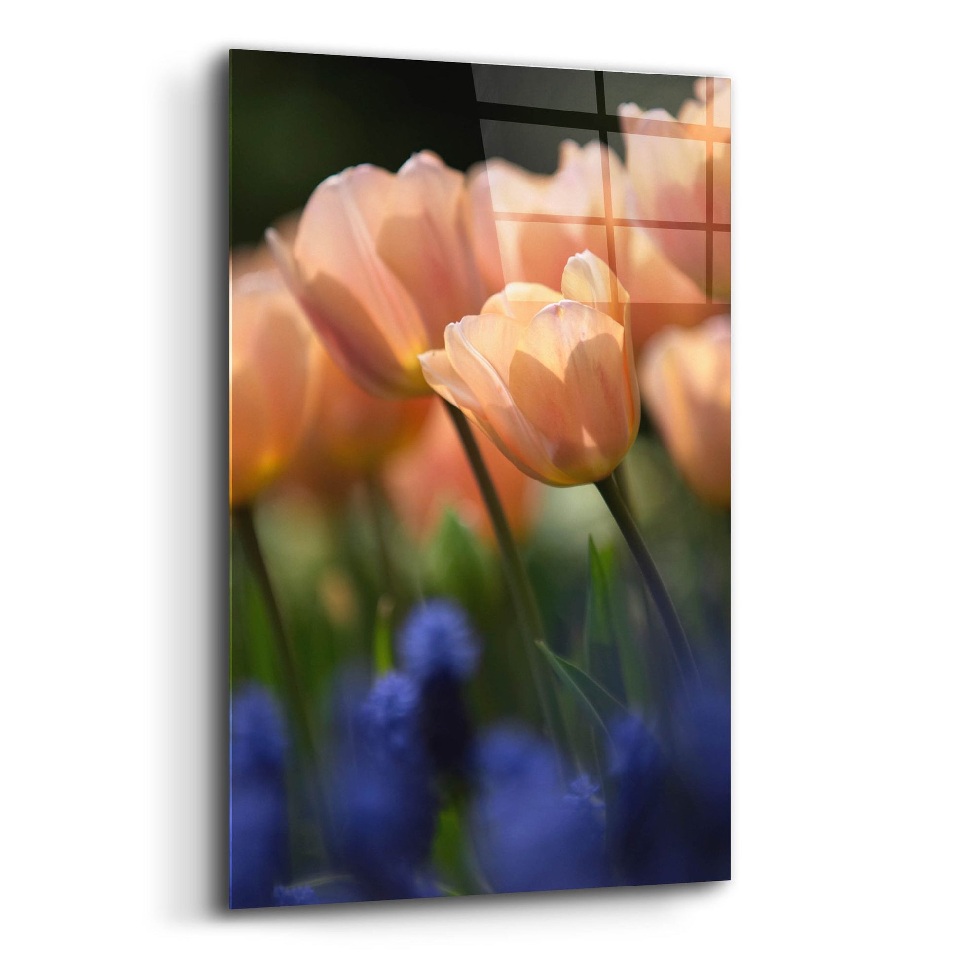 Epic Art 'Tulip No 1' by Istvan Nagy, Acrylic Glass Wall Art,12x16