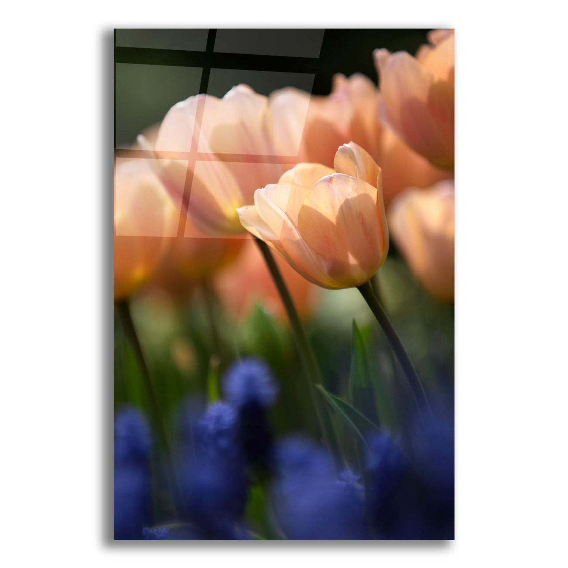 Epic Art 'Tulip No 1' by Istvan Nagy, Acrylic Glass Wall Art,12x16