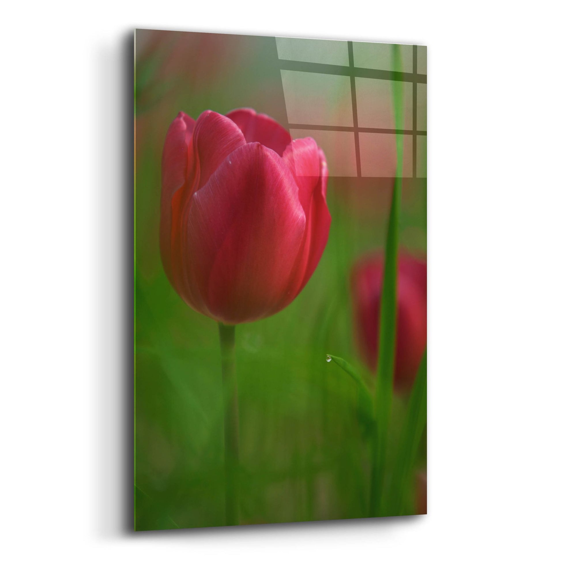 Epic Art 'Tulip No 2' by Istvan Nagy, Acrylic Glass Wall Art,12x16