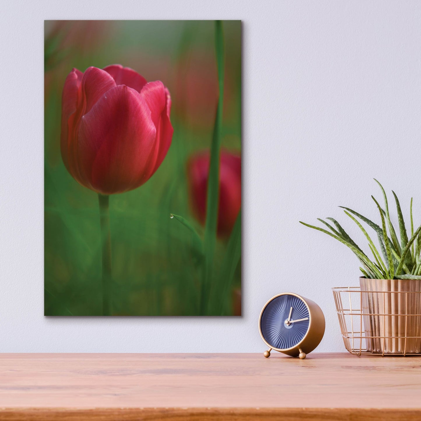 Epic Art 'Tulip No 2' by Istvan Nagy, Acrylic Glass Wall Art,12x16