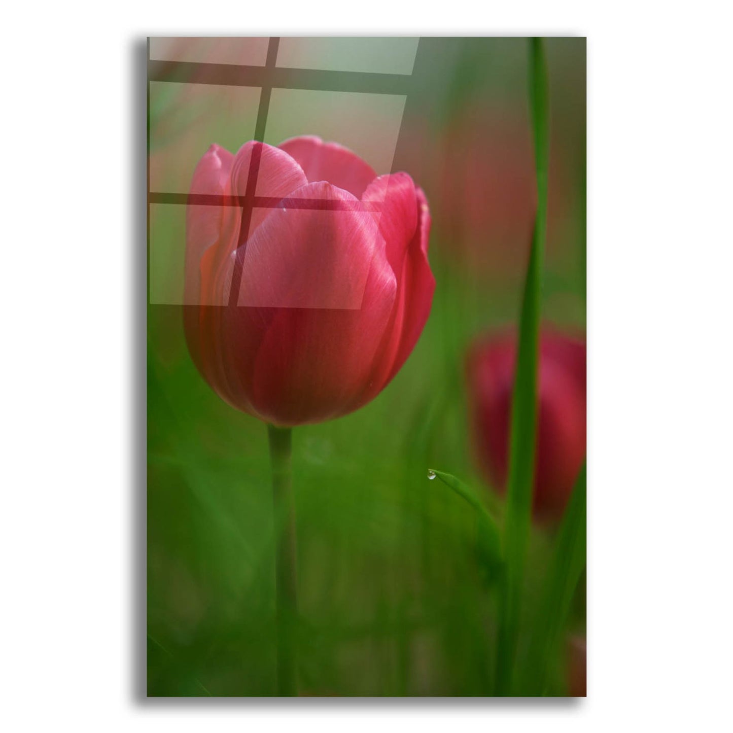 Epic Art 'Tulip No 2' by Istvan Nagy, Acrylic Glass Wall Art,12x16