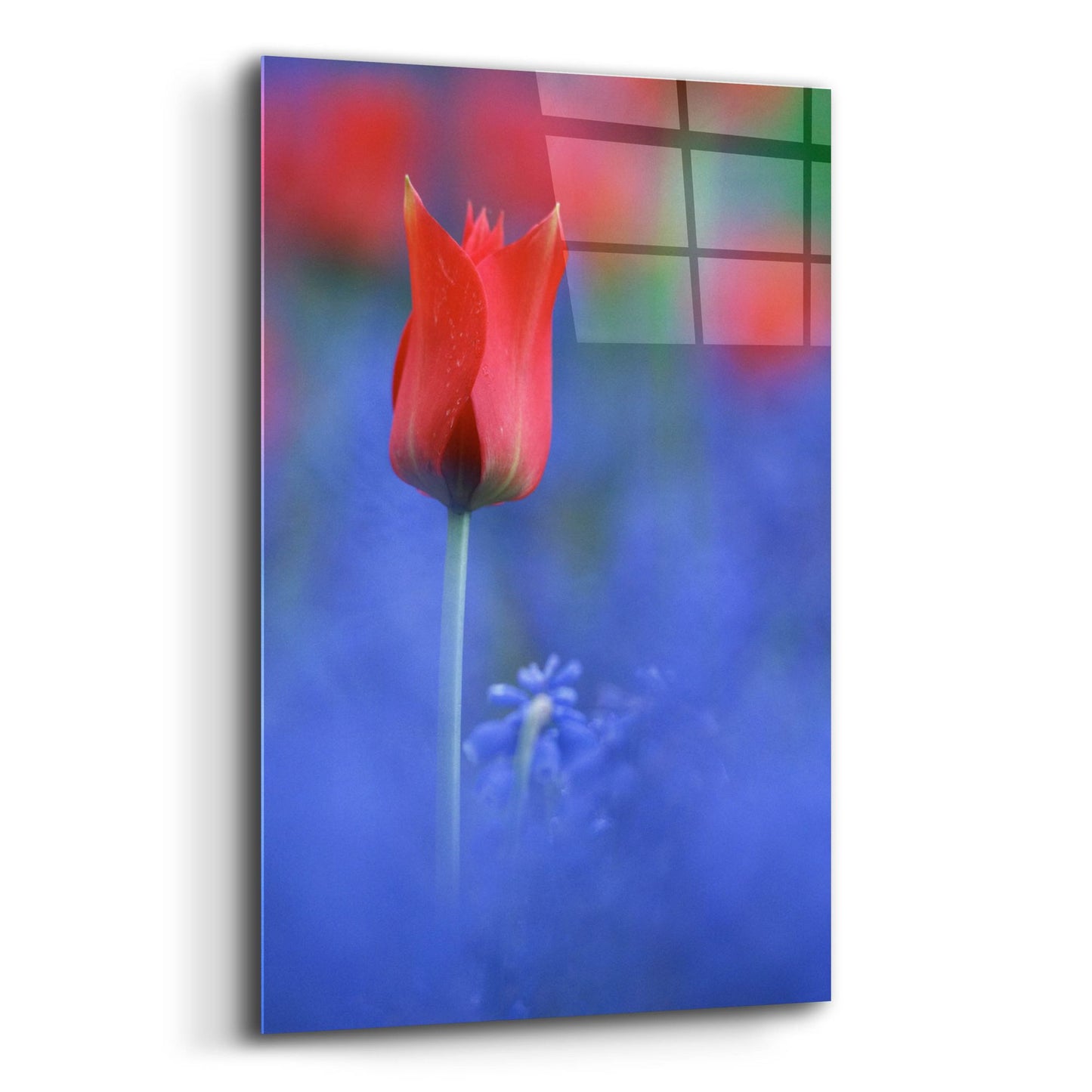 Epic Art 'Tulip No 3' by Istvan Nagy, Acrylic Glass Wall Art,12x16