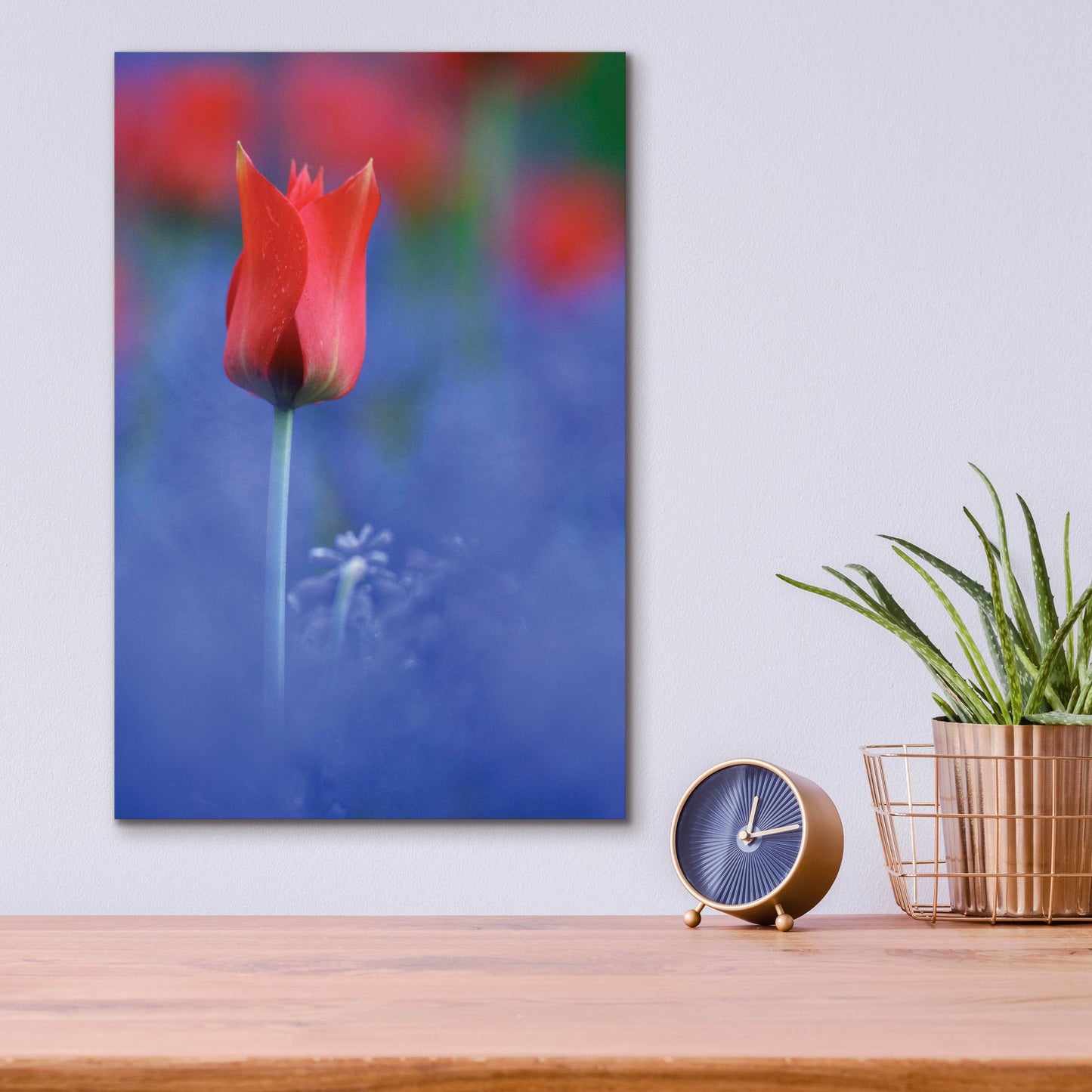 Epic Art 'Tulip No 3' by Istvan Nagy, Acrylic Glass Wall Art,12x16