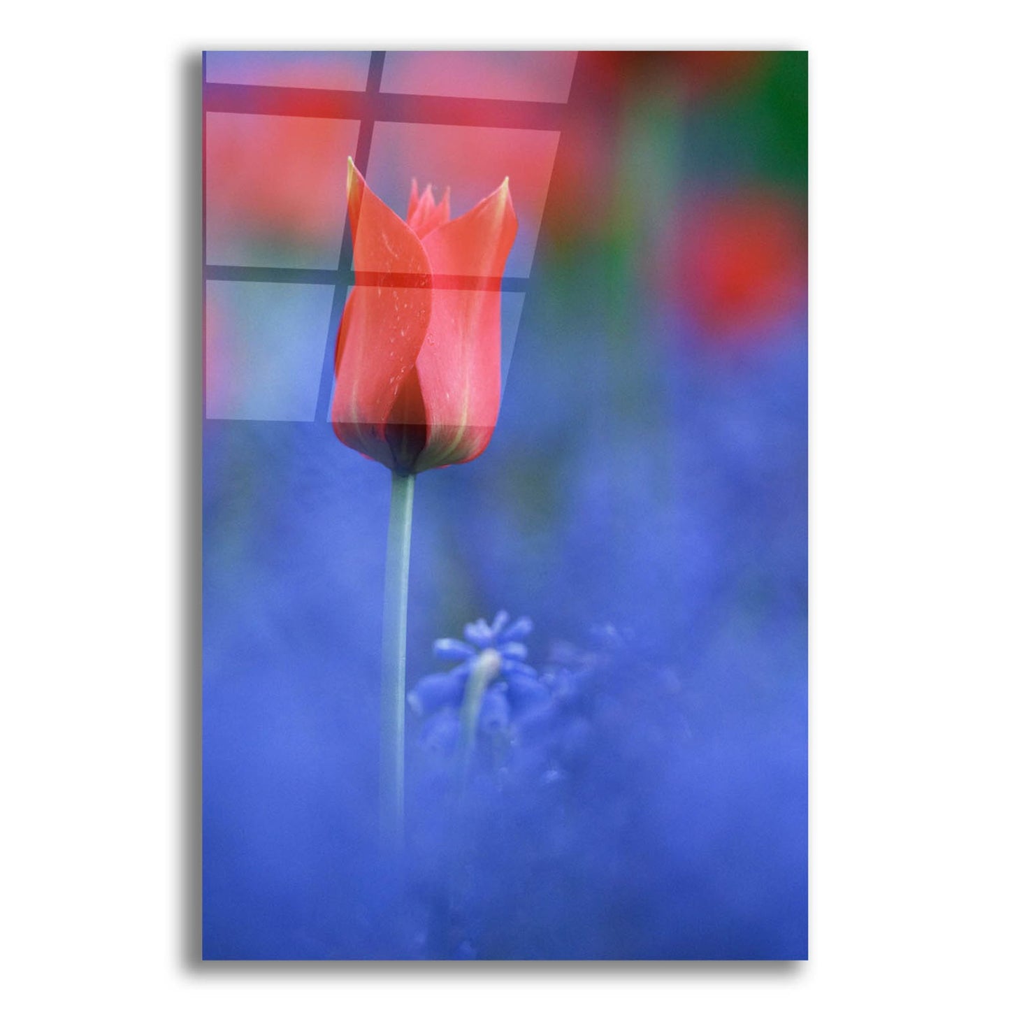 Epic Art 'Tulip No 3' by Istvan Nagy, Acrylic Glass Wall Art,12x16