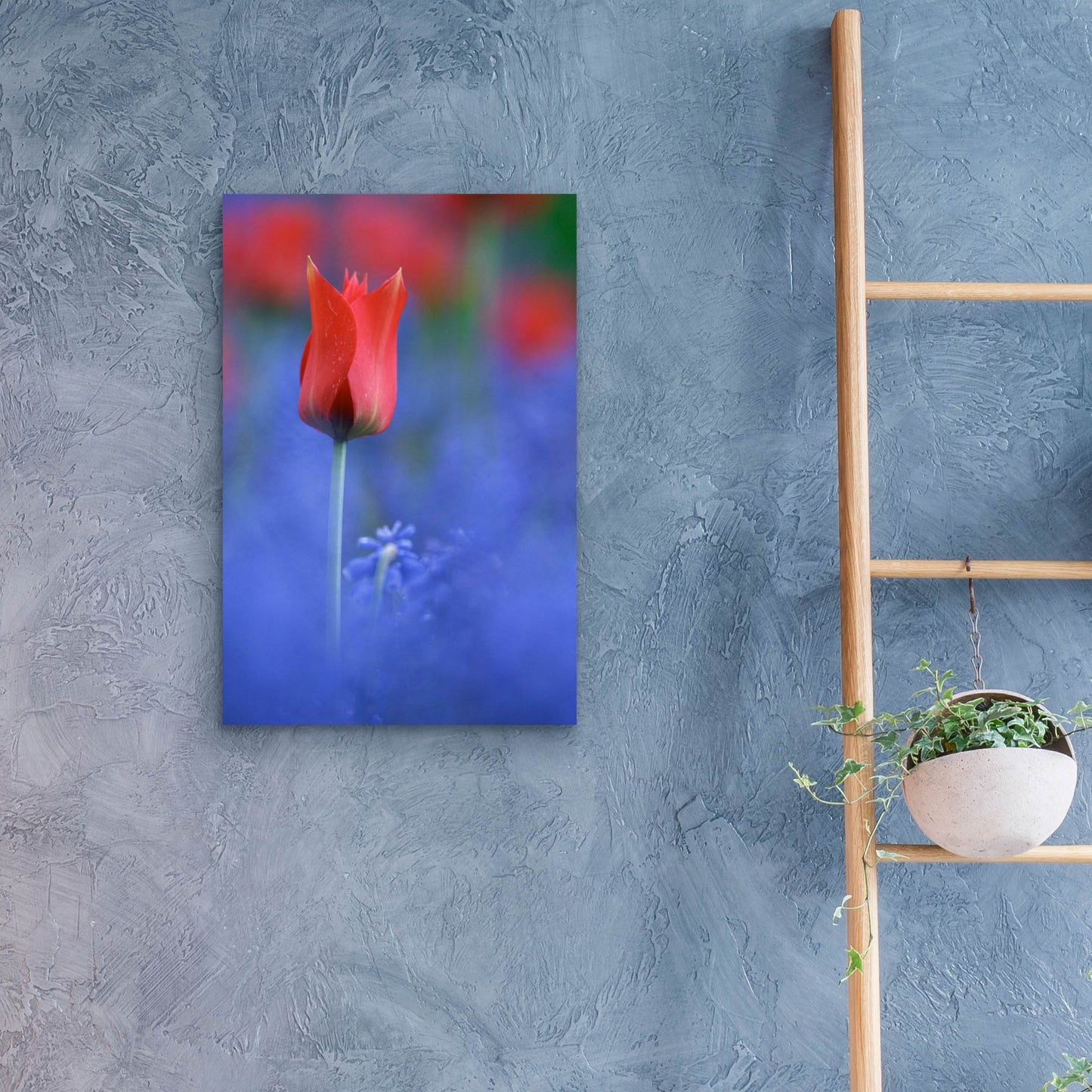 Epic Art 'Tulip No 3' by Istvan Nagy, Acrylic Glass Wall Art,16x24