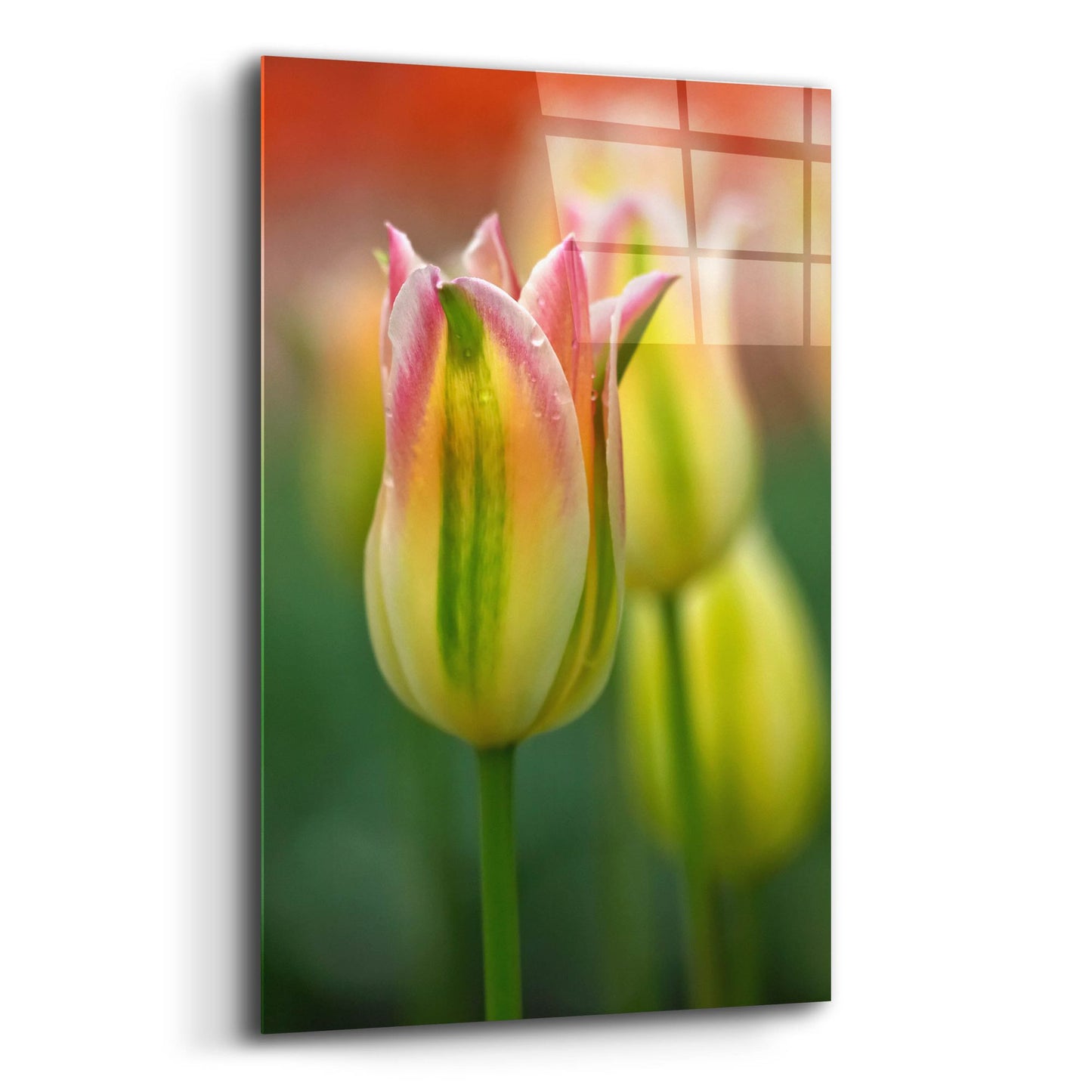 Epic Art 'Tulip No 4' by Istvan Nagy, Acrylic Glass Wall Art,12x16