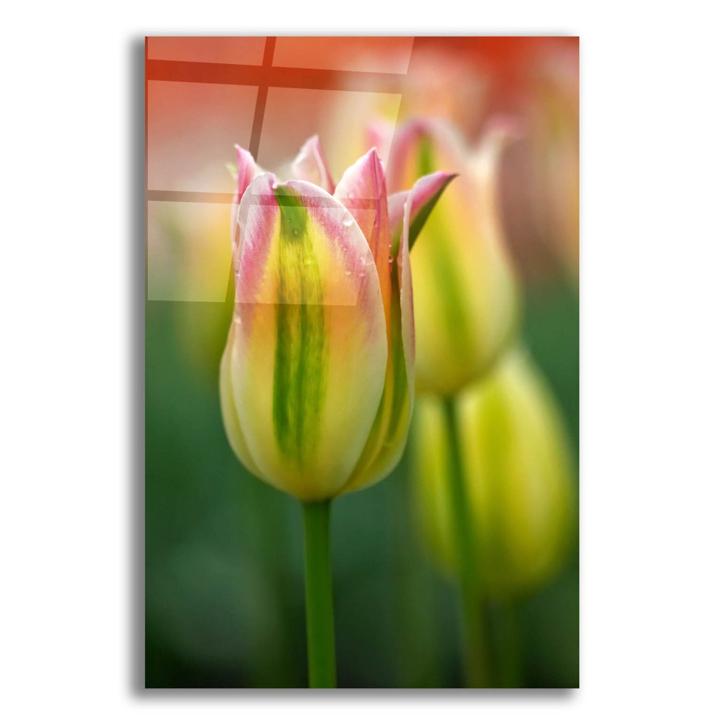 Epic Art 'Tulip No 4' by Istvan Nagy, Acrylic Glass Wall Art,12x16