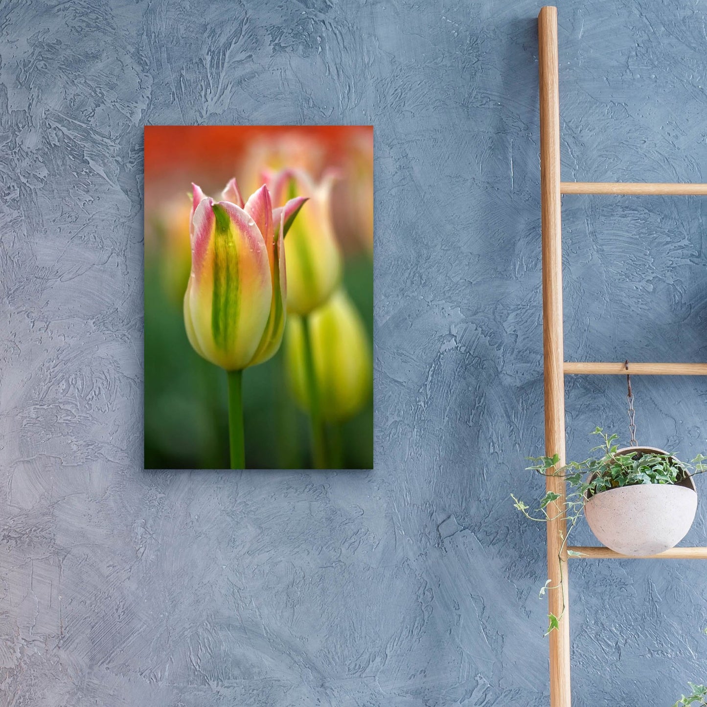 Epic Art 'Tulip No 4' by Istvan Nagy, Acrylic Glass Wall Art,16x24