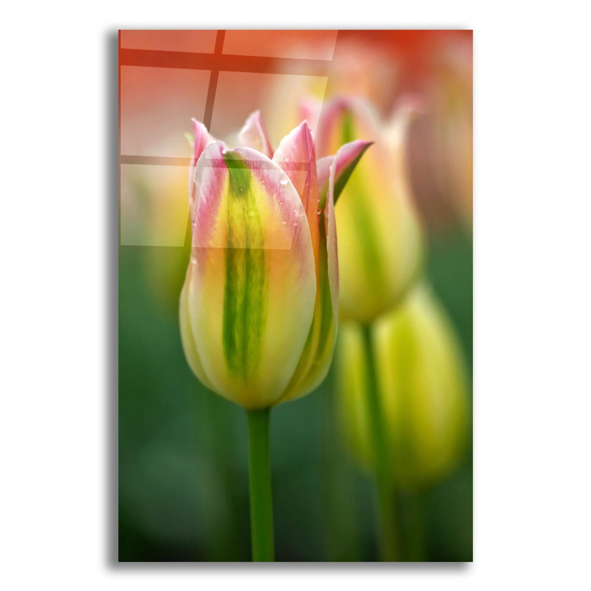 Epic Art 'Tulip No 4' by Istvan Nagy, Acrylic Glass Wall Art,16x24