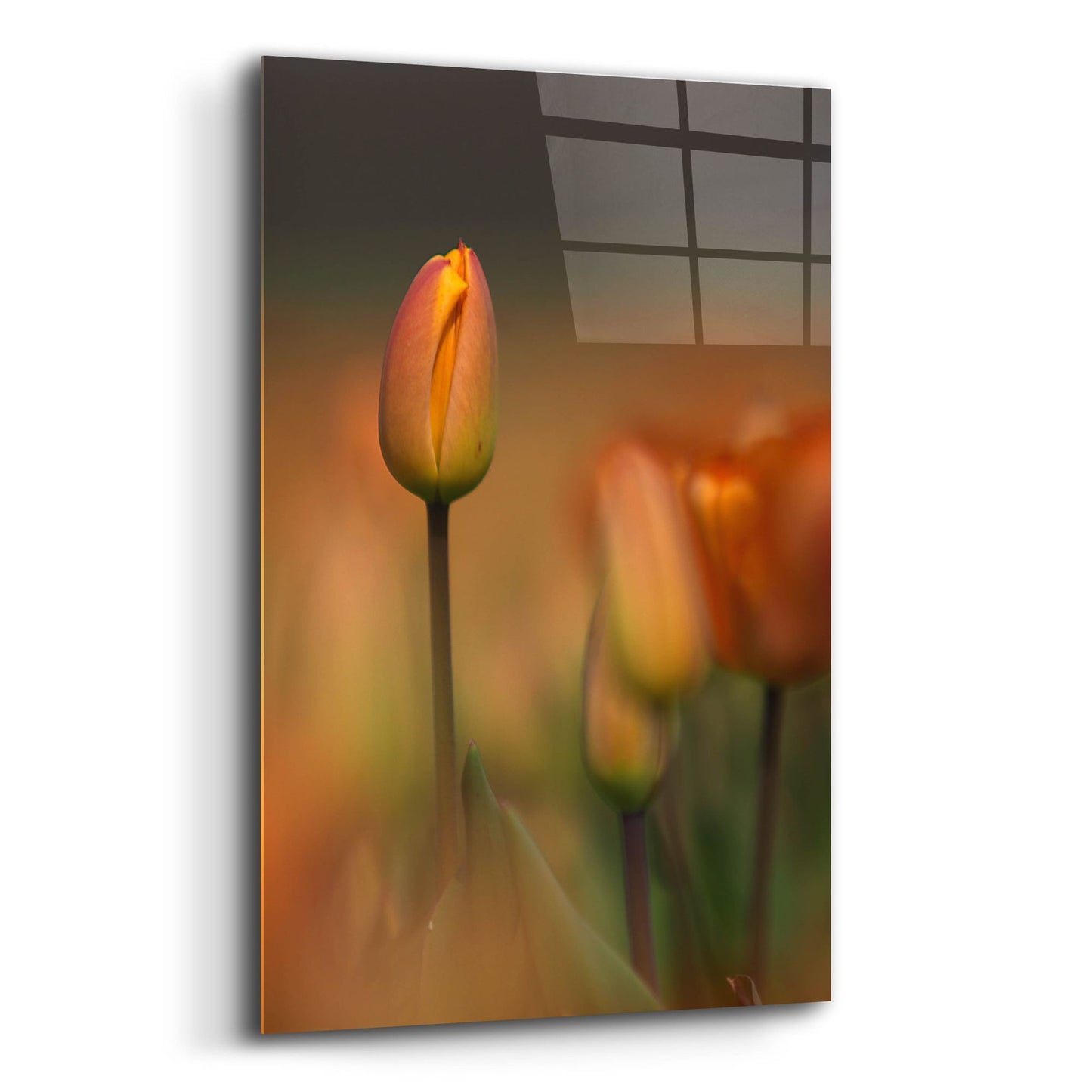 Epic Art 'Tulip No 5' by Istvan Nagy, Acrylic Glass Wall Art,12x16