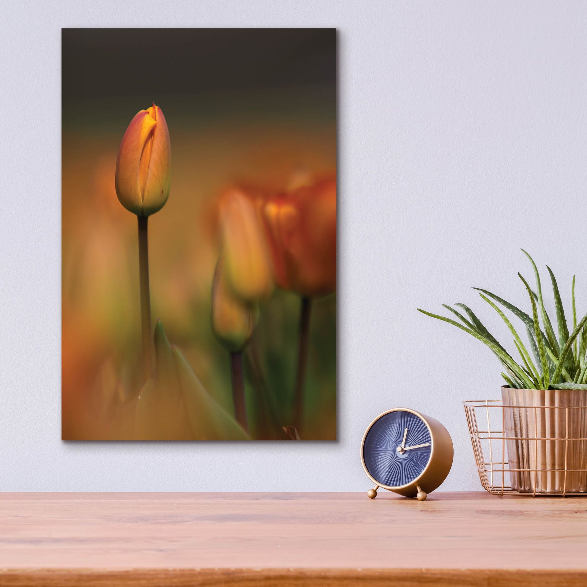 Epic Art 'Tulip No 5' by Istvan Nagy, Acrylic Glass Wall Art,12x16