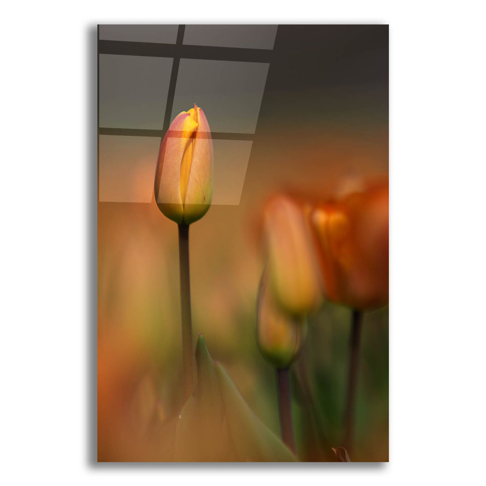 Epic Art 'Tulip No 5' by Istvan Nagy, Acrylic Glass Wall Art,12x16