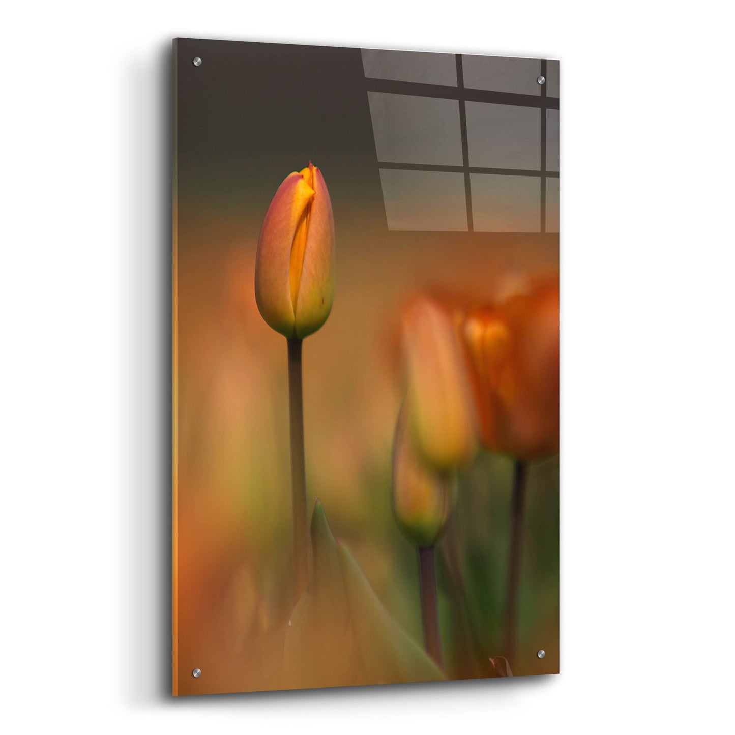 Epic Art 'Tulip No 5' by Istvan Nagy, Acrylic Glass Wall Art,24x36