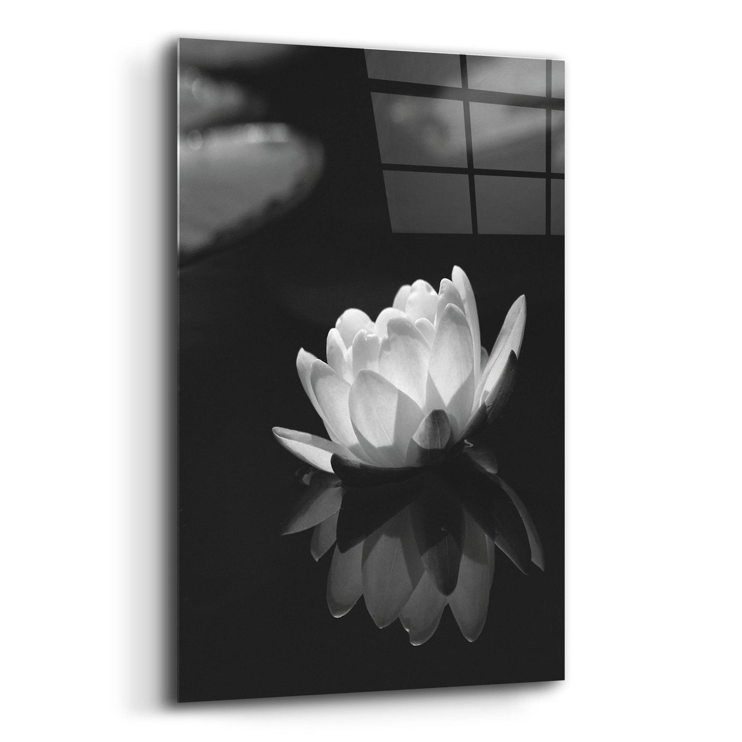 Epic Art 'Water Lily BW' by Istvan Nagy, Acrylic Glass Wall Art,12x16