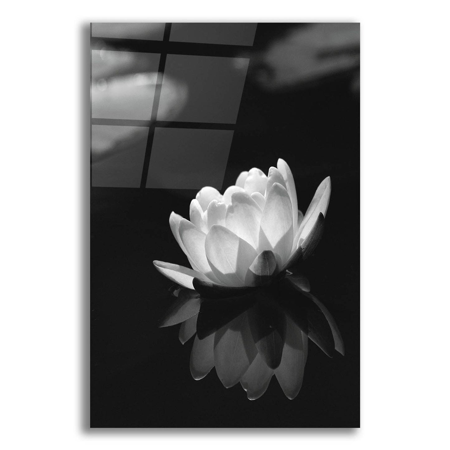 Epic Art 'Water Lily BW' by Istvan Nagy, Acrylic Glass Wall Art,12x16