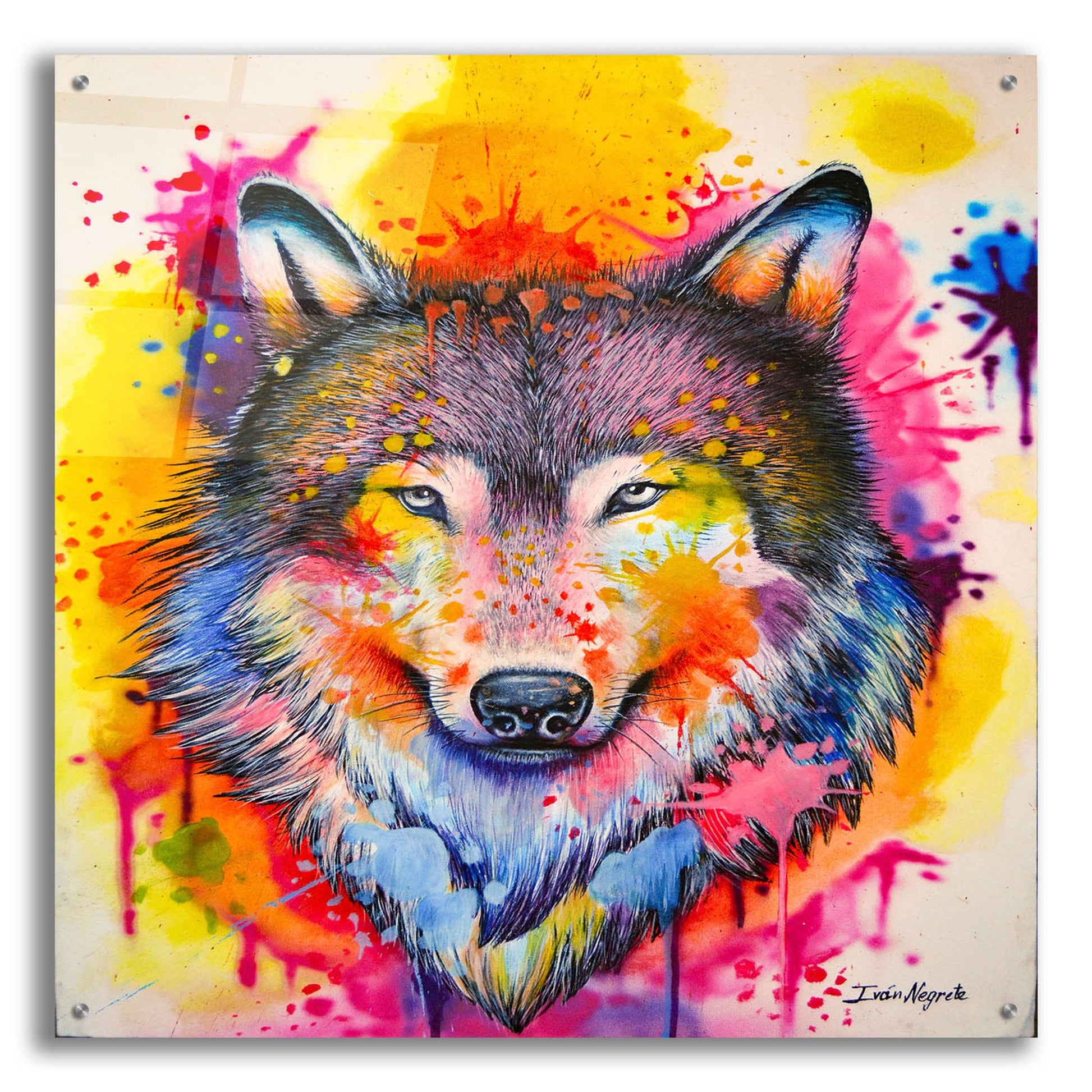 Epic Art 'Wolf Splash Colors' by Ivan Negrete, Acrylic Glass Wall Art,36x36