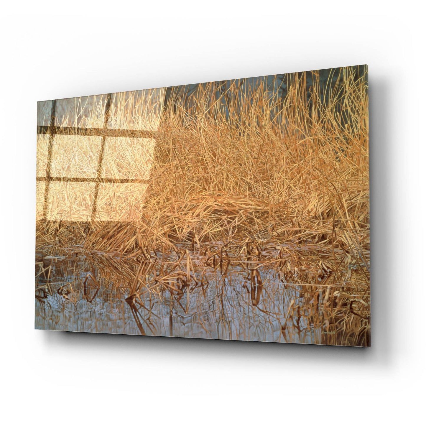 Epic Art 'Common Snipe' by Joh Naito, Acrylic Glass Wall Art,24x16