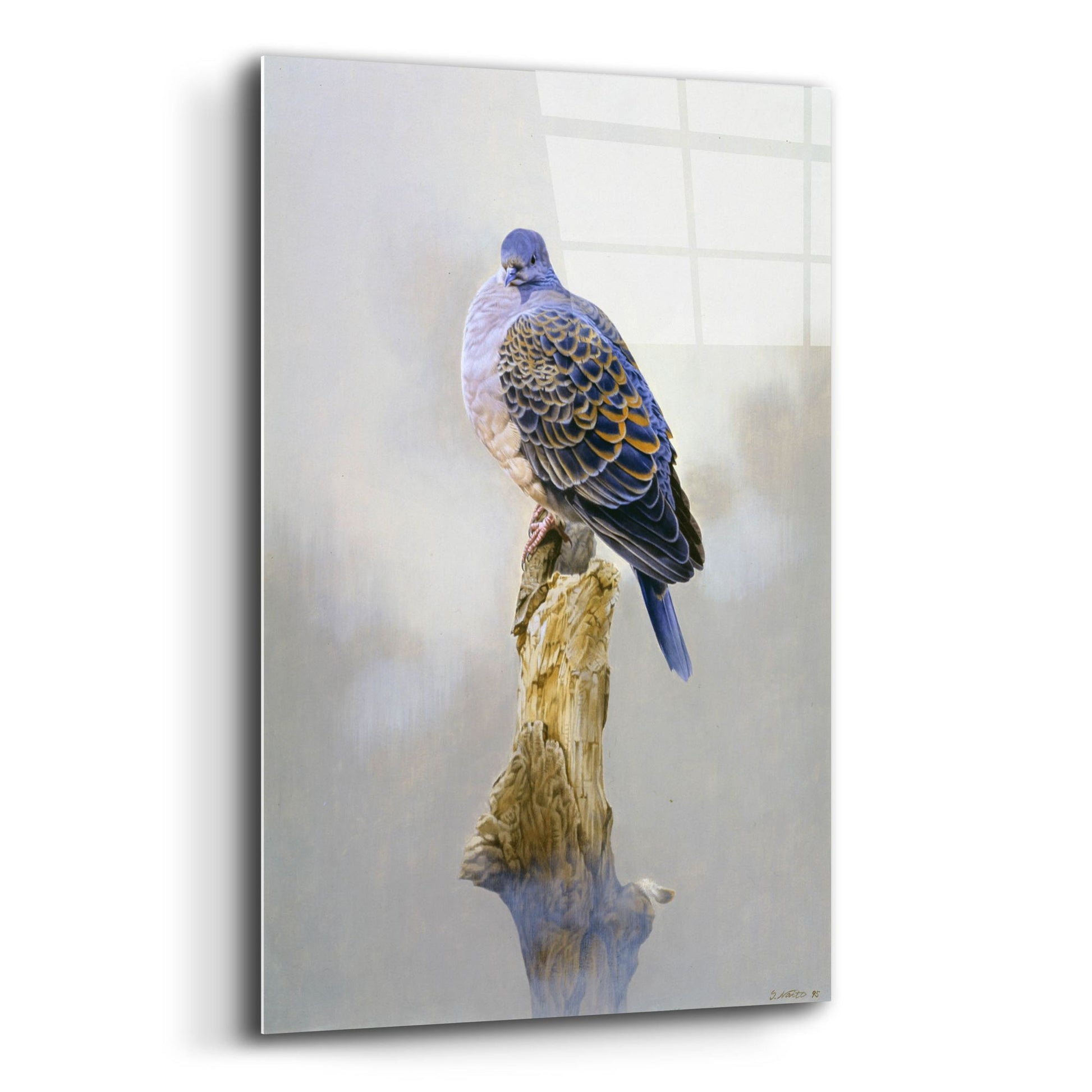 Epic Art 'Turtle Dove' by Joh Naito, Acrylic Glass Wall Art,12x16