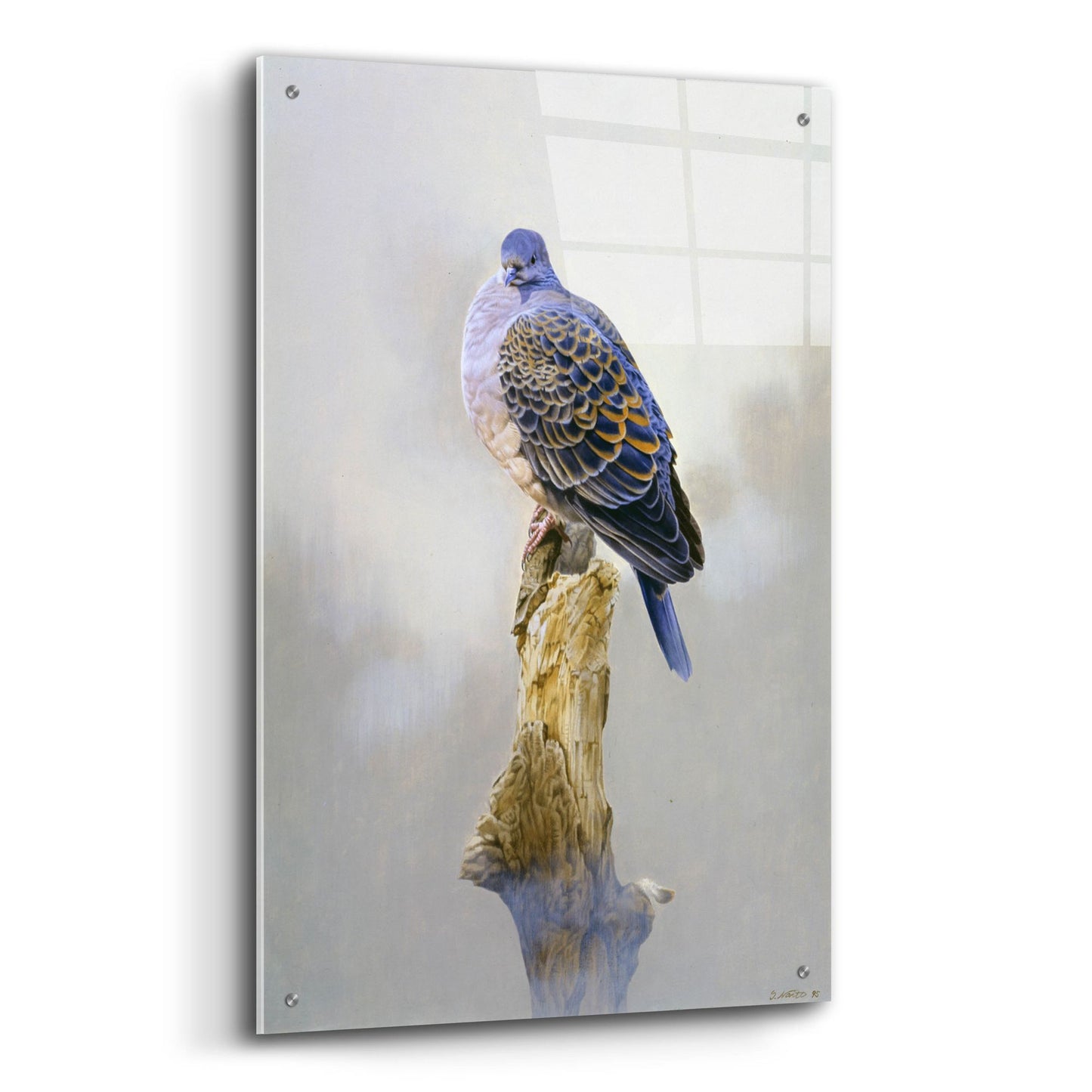 Epic Art 'Turtle Dove' by Joh Naito, Acrylic Glass Wall Art,24x36