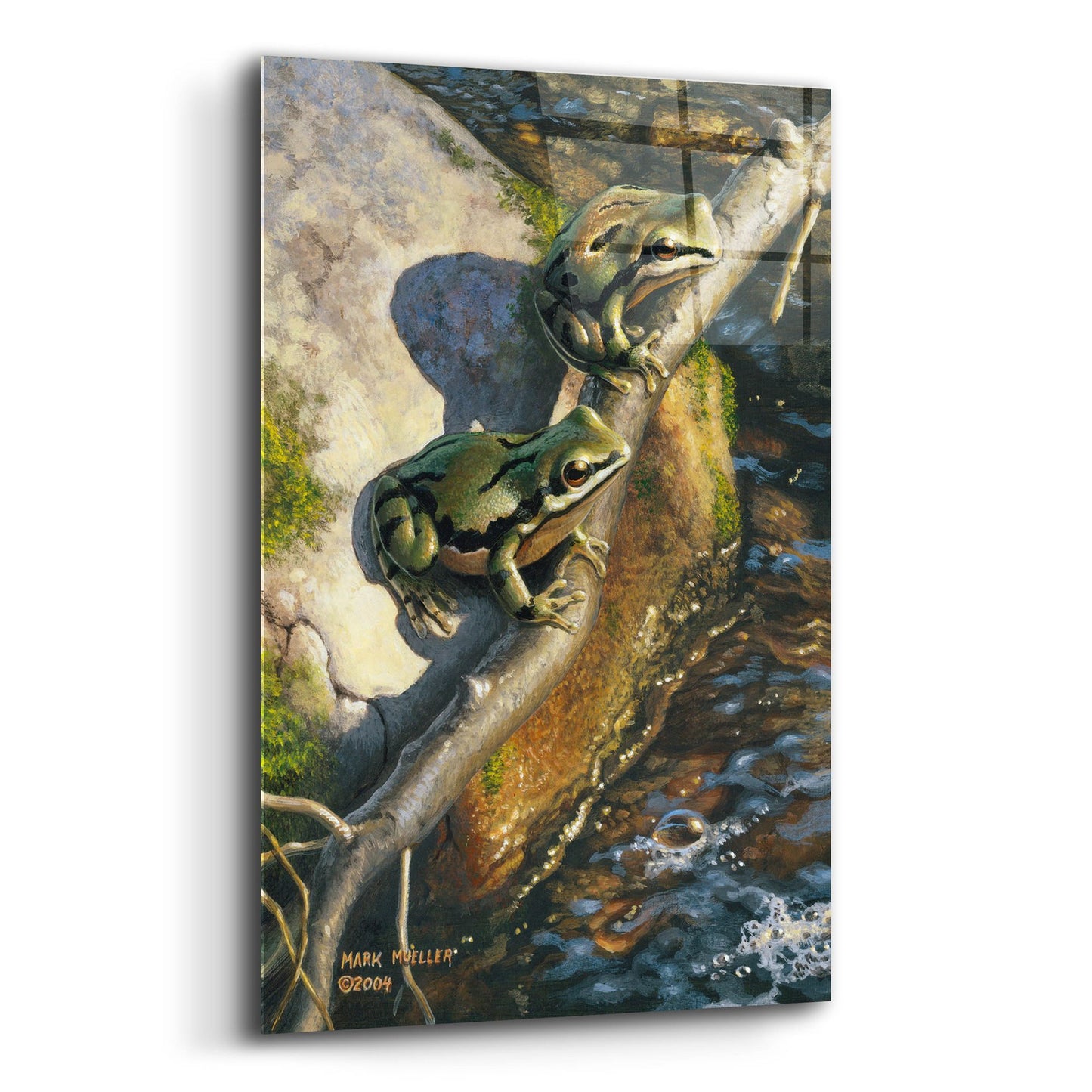 Epic Art 'Arizona Tree Frogs' by Mark Mueller Wildlife Art, Acrylic Glass Wall Art,12x16