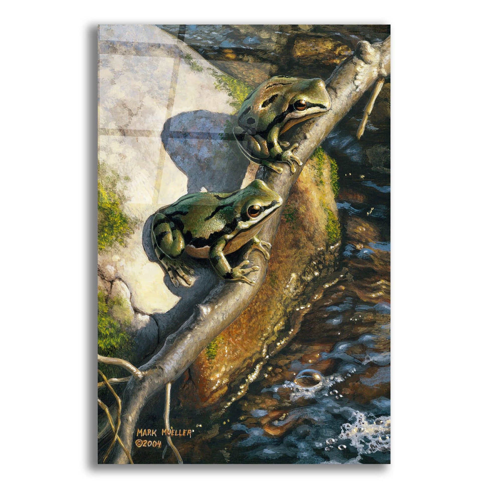 Epic Art 'Arizona Tree Frogs' by Mark Mueller Wildlife Art, Acrylic Glass Wall Art,12x16