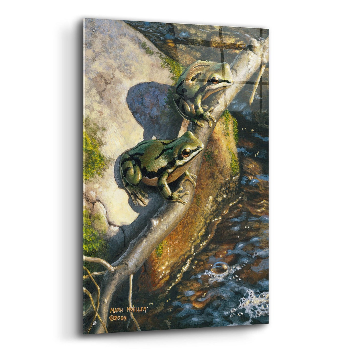 Epic Art 'Arizona Tree Frogs' by Mark Mueller Wildlife Art, Acrylic Glass Wall Art,24x36