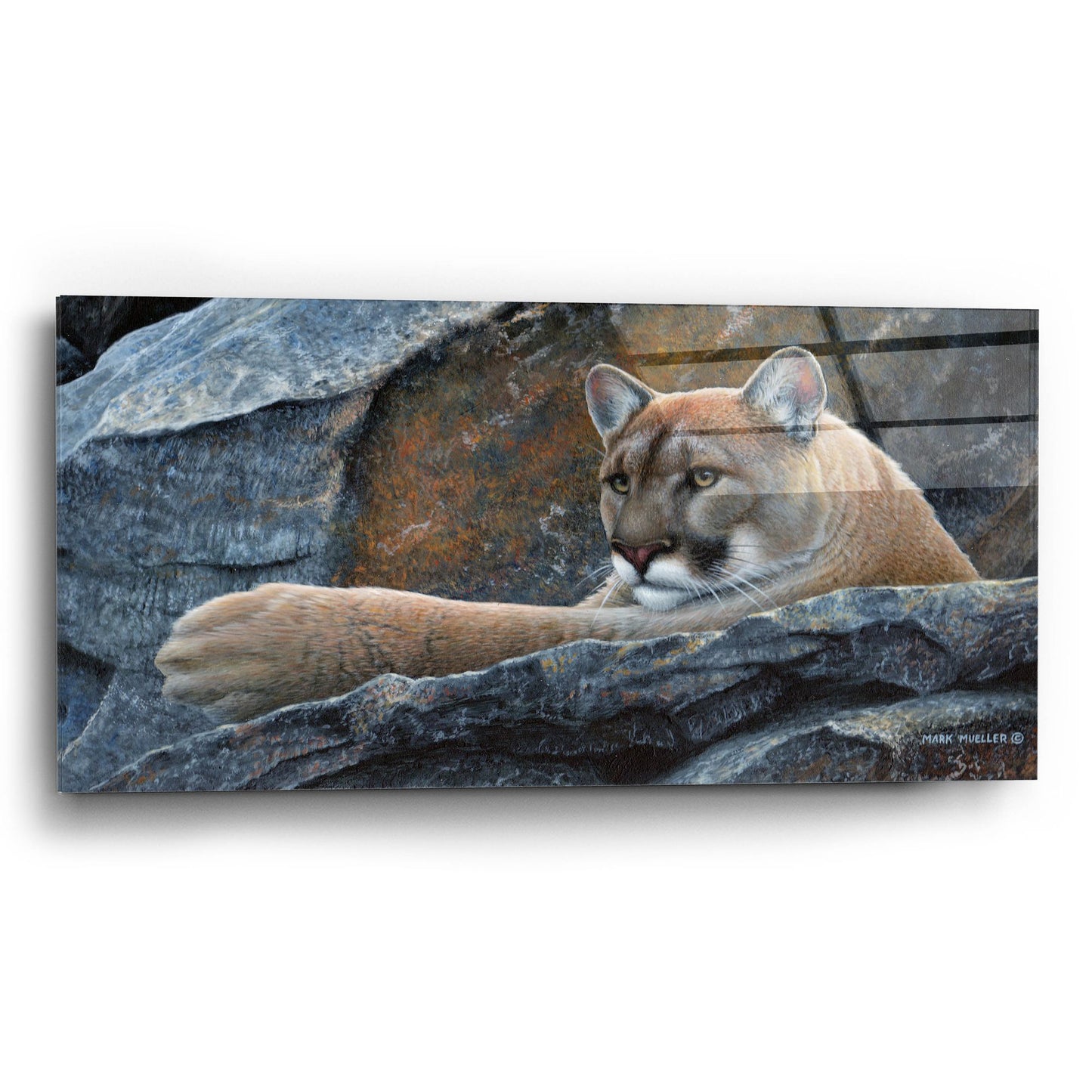 Epic Art 'Between a Rock and a Hard Place - Cougar' by Mark Mueller Wildlife Art, Acrylic Glass Wall Art,24x12