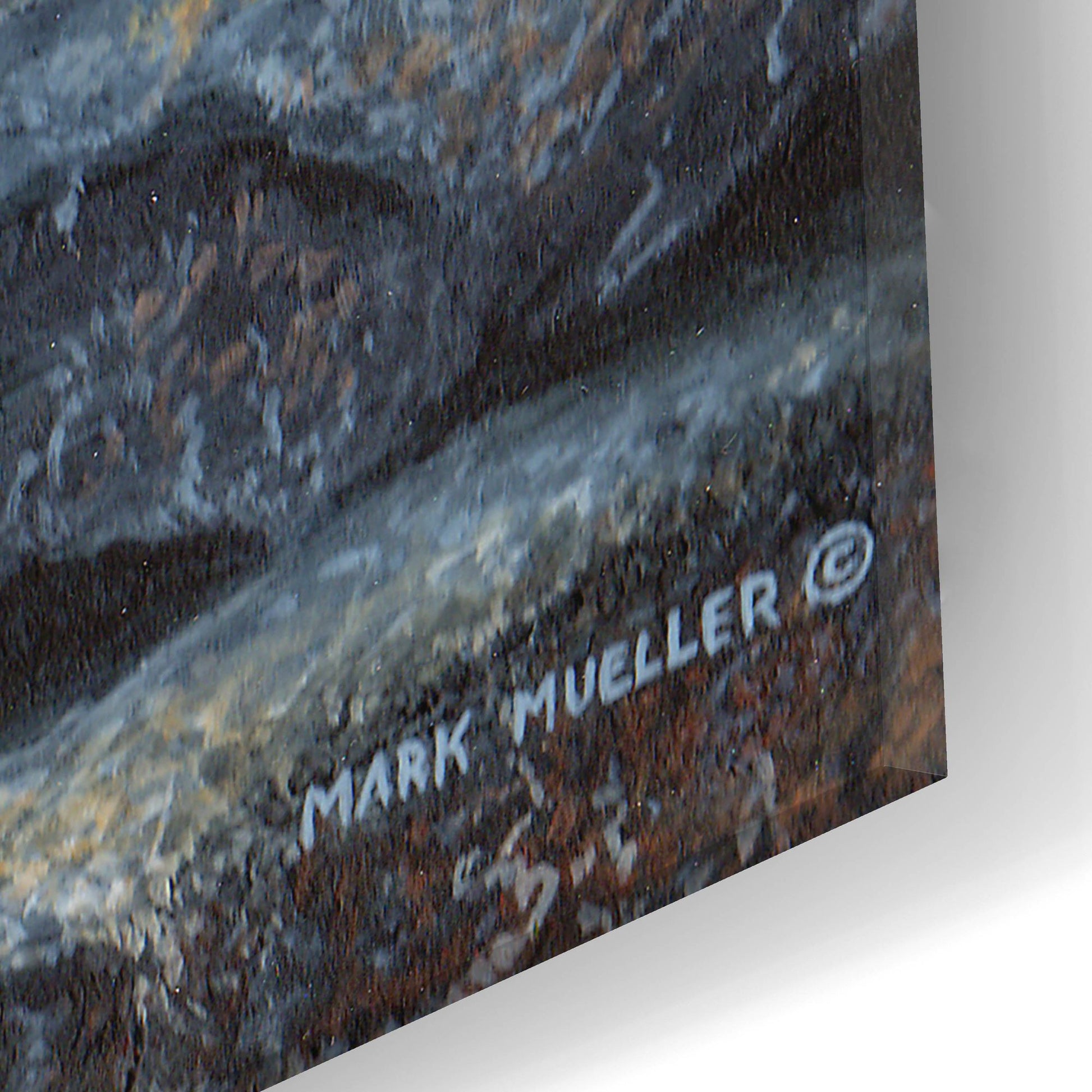 Epic Art 'Between a Rock and a Hard Place - Cougar' by Mark Mueller Wildlife Art, Acrylic Glass Wall Art,24x12