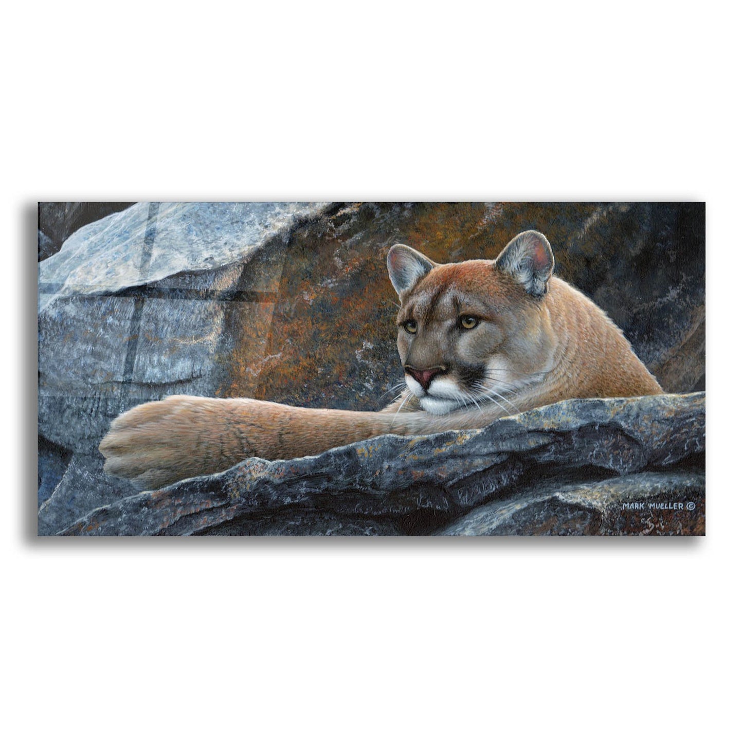 Epic Art 'Between a Rock and a Hard Place - Cougar' by Mark Mueller Wildlife Art, Acrylic Glass Wall Art,24x12