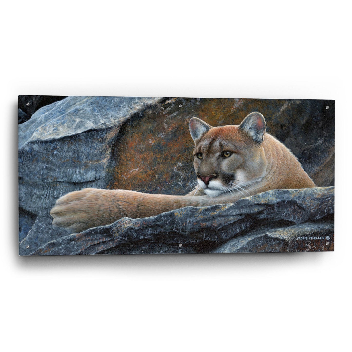 Epic Art 'Between a Rock and a Hard Place - Cougar' by Mark Mueller Wildlife Art, Acrylic Glass Wall Art,48x24