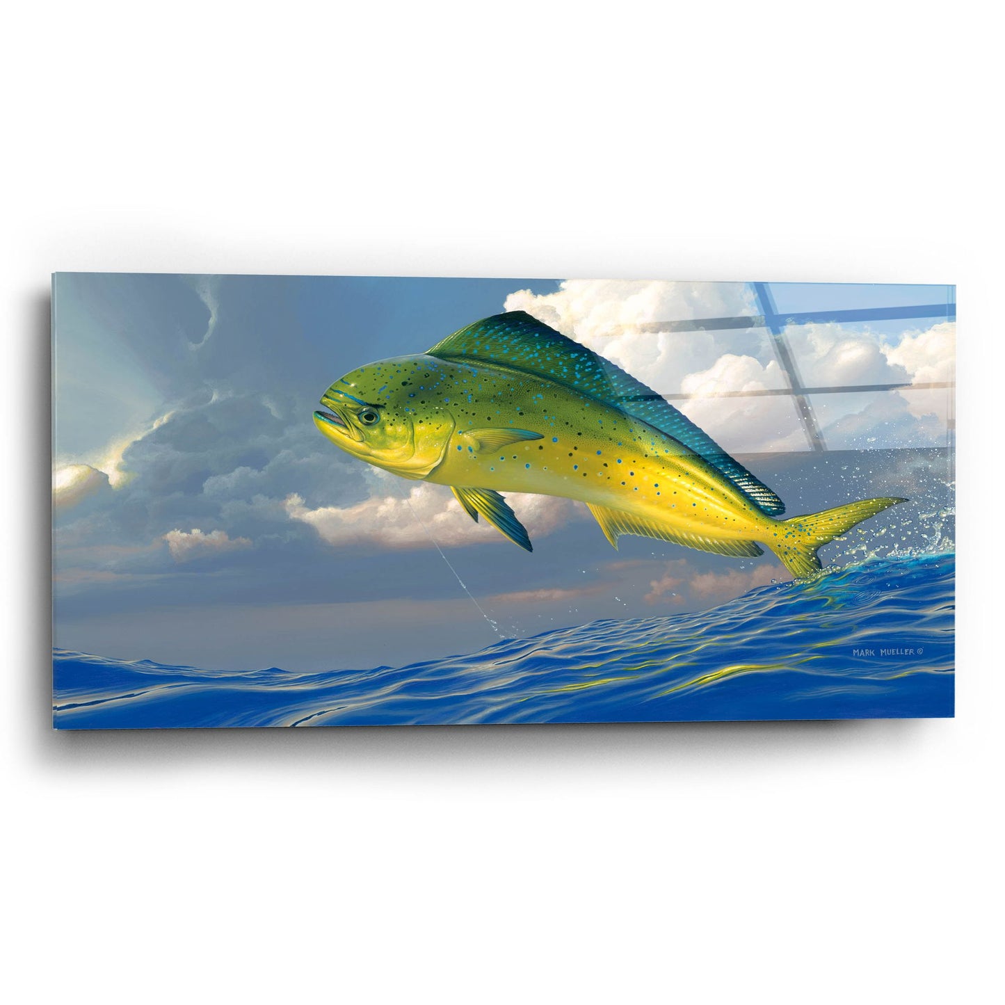 Epic Art 'Chicken Fight - Mahi Mahi' by Mark Mueller Wildlife Art, Acrylic Glass Wall Art,24x12