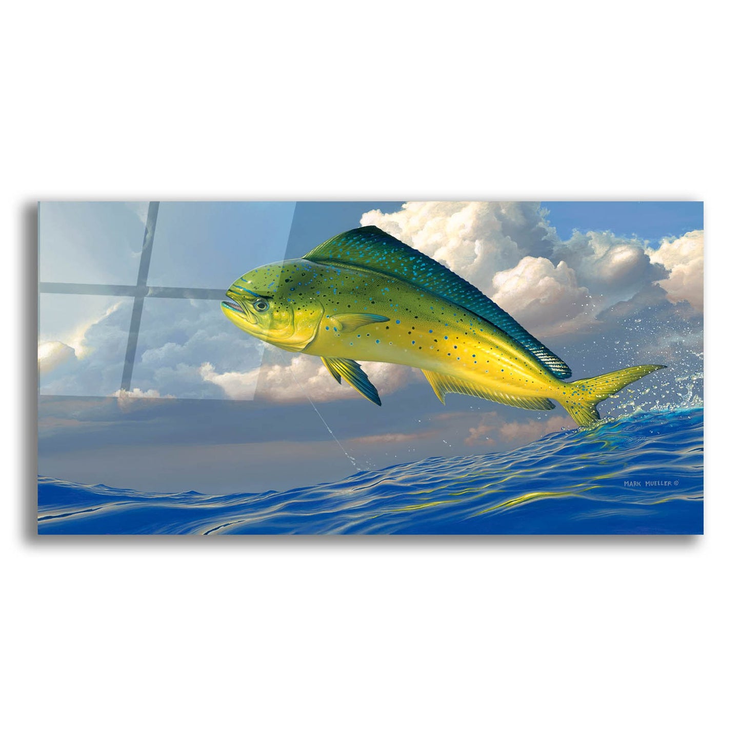 Epic Art 'Chicken Fight - Mahi Mahi' by Mark Mueller Wildlife Art, Acrylic Glass Wall Art,24x12