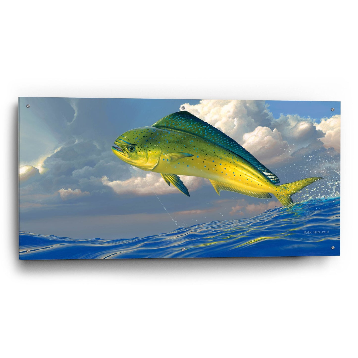 Epic Art 'Chicken Fight - Mahi Mahi' by Mark Mueller Wildlife Art, Acrylic Glass Wall Art,48x24