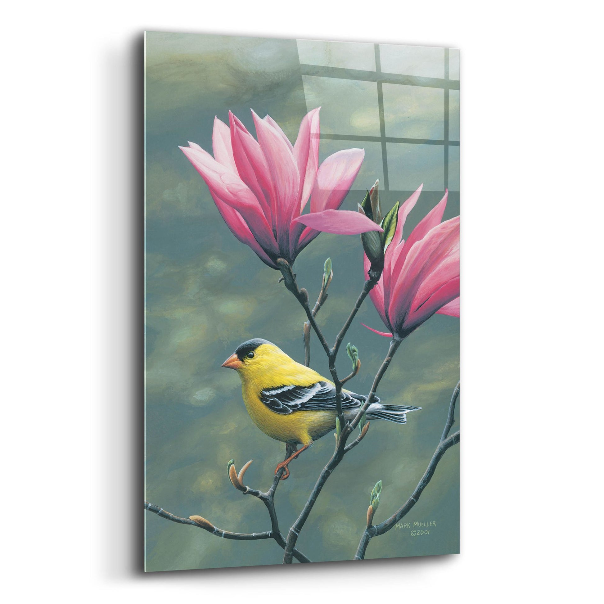 Epic Art 'Emergence - Goldfinch and Japanese Magnolia' by Mark Mueller Wildlife Art, Acrylic Glass Wall Art,12x16