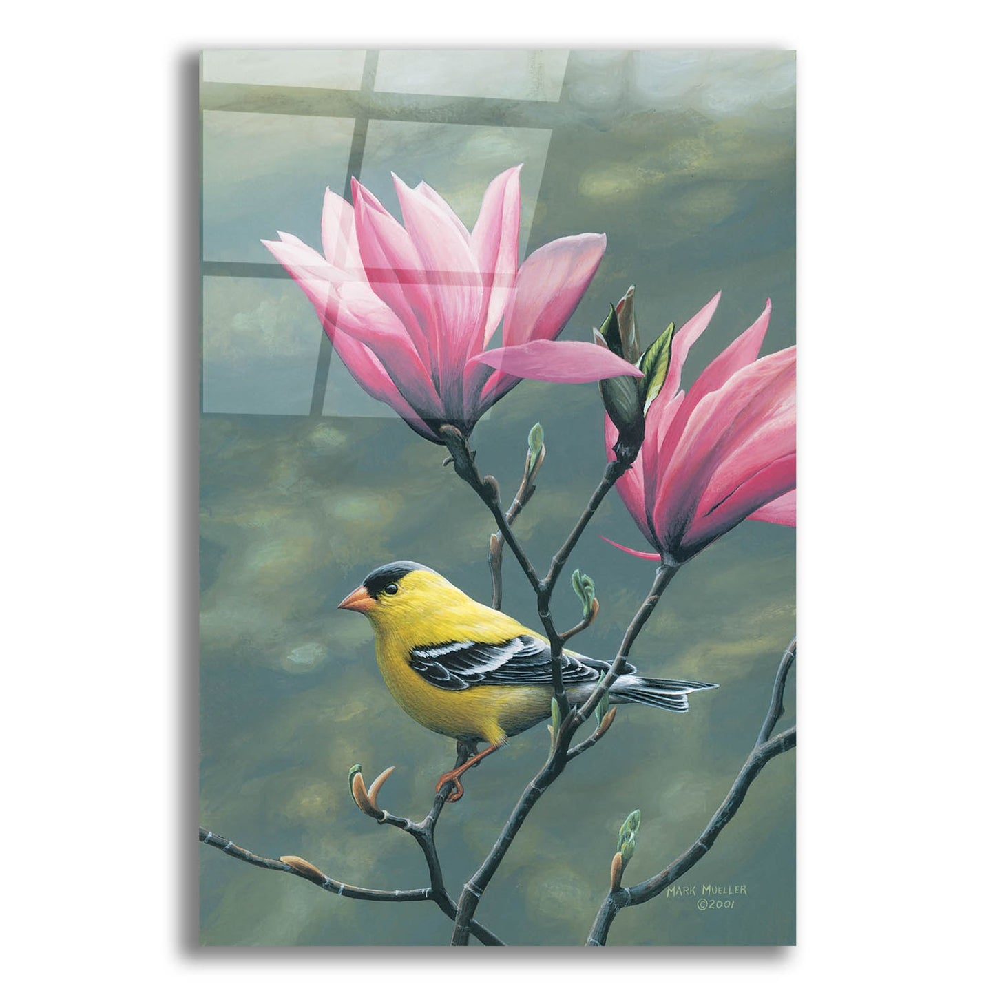 Epic Art 'Emergence - Goldfinch and Japanese Magnolia' by Mark Mueller Wildlife Art, Acrylic Glass Wall Art,12x16