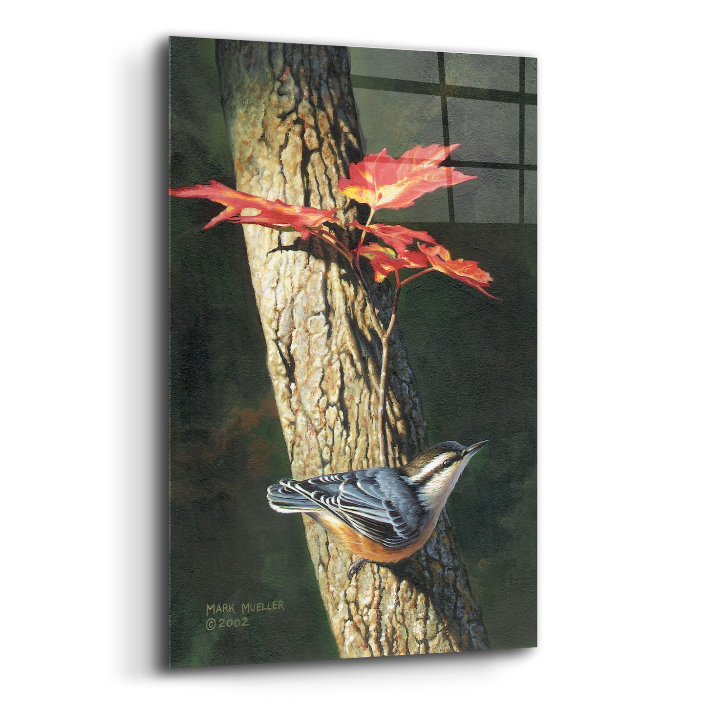 Epic Art 'Fall - Red-breasted Nuthatch' by Mark Mueller Wildlife Art, Acrylic Glass Wall Art,12x16